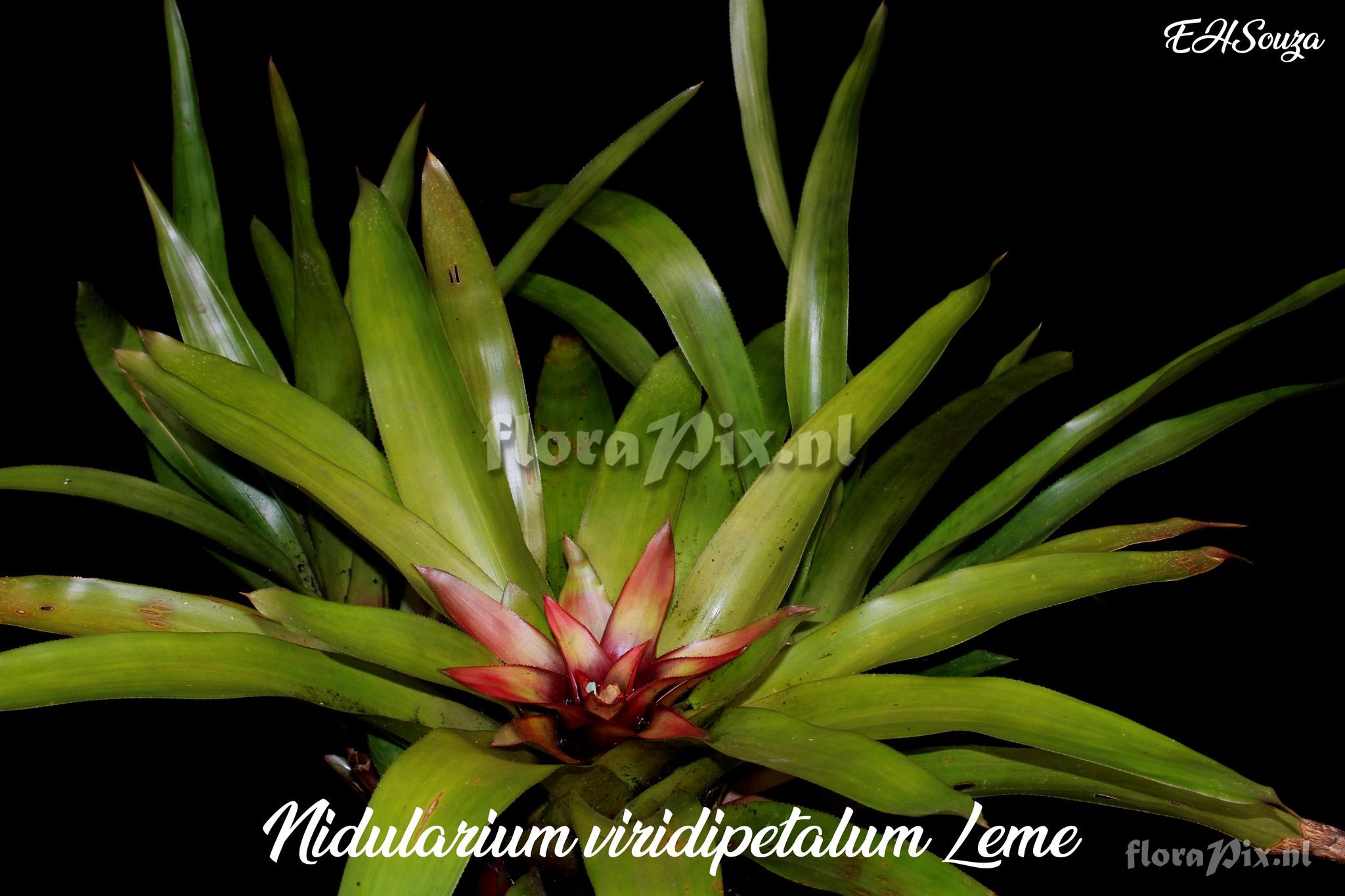 Nidularium viridipetalum