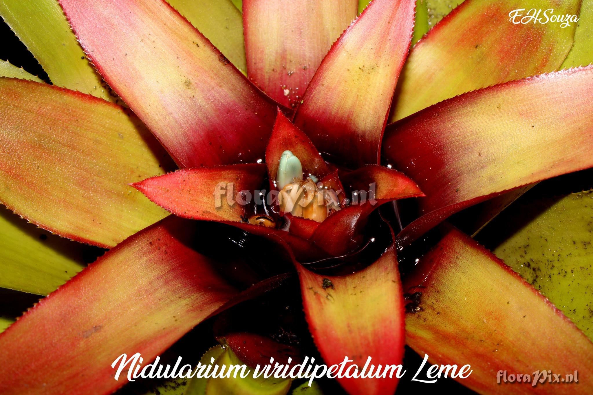 Nidularium viridipetalum