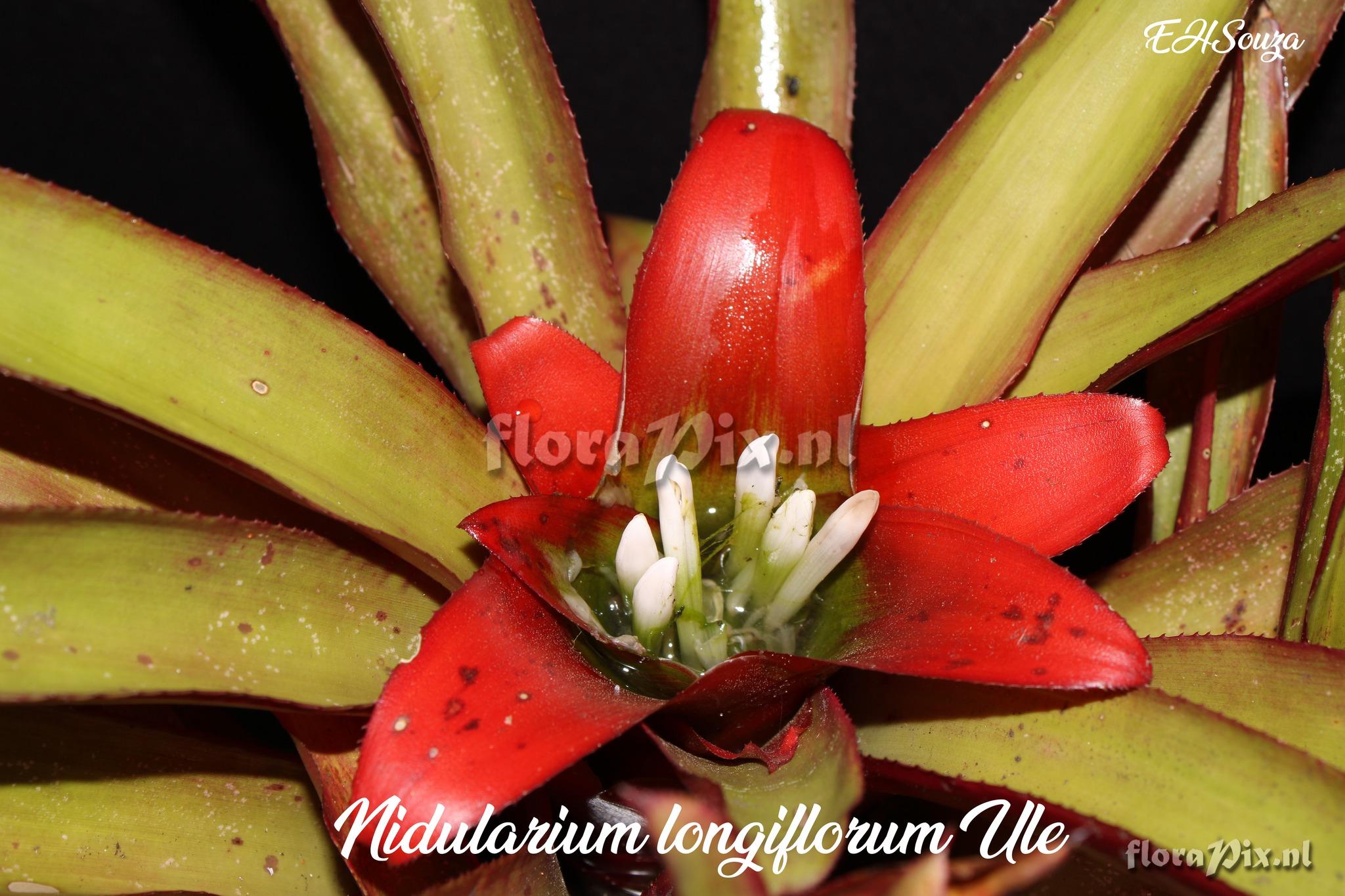 Nidularium longiflorum