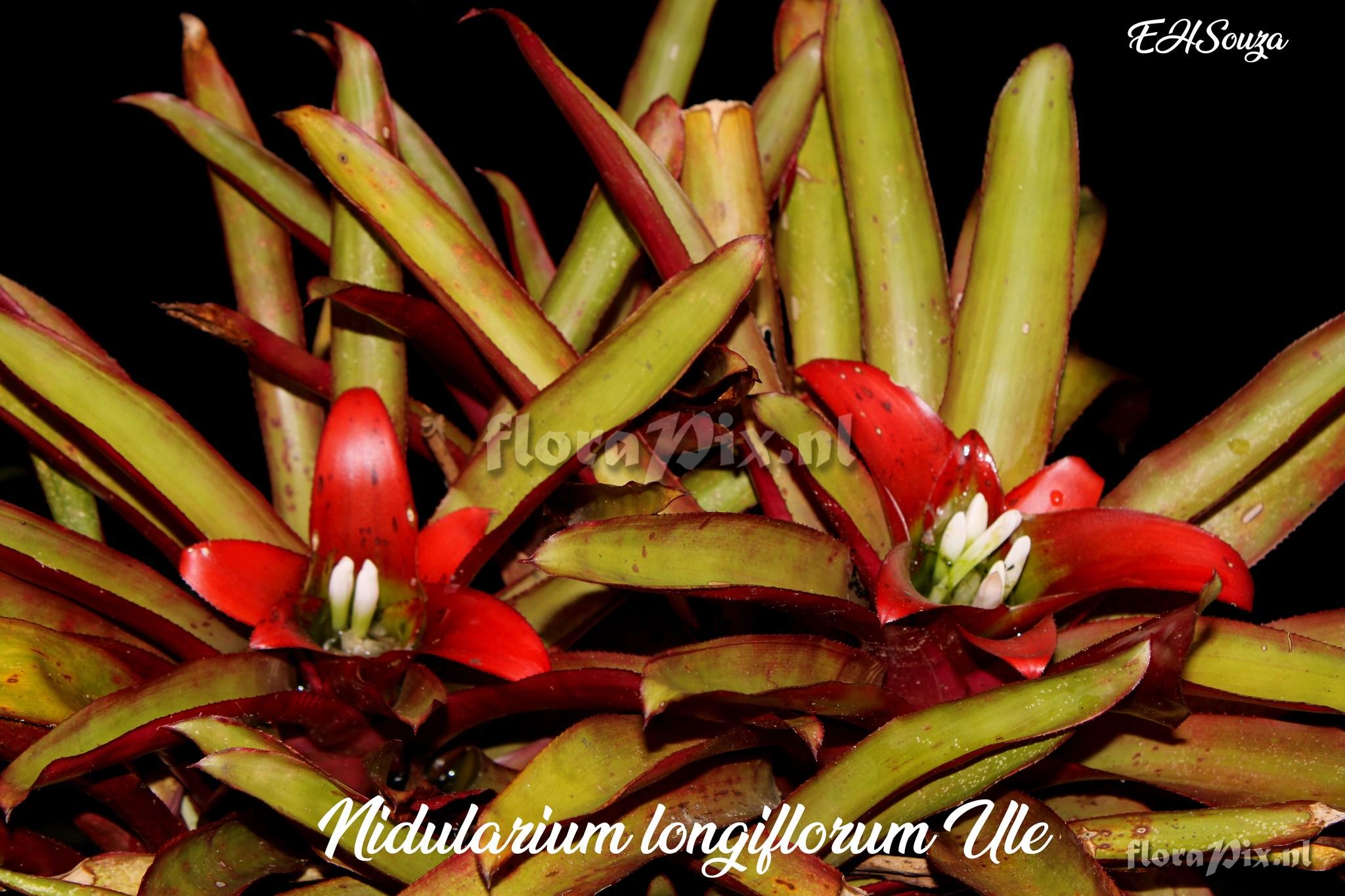 Nidularium longiflorum