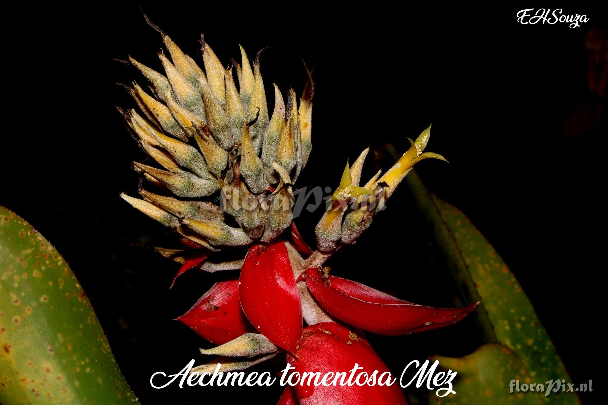 Aechmea tomentosa