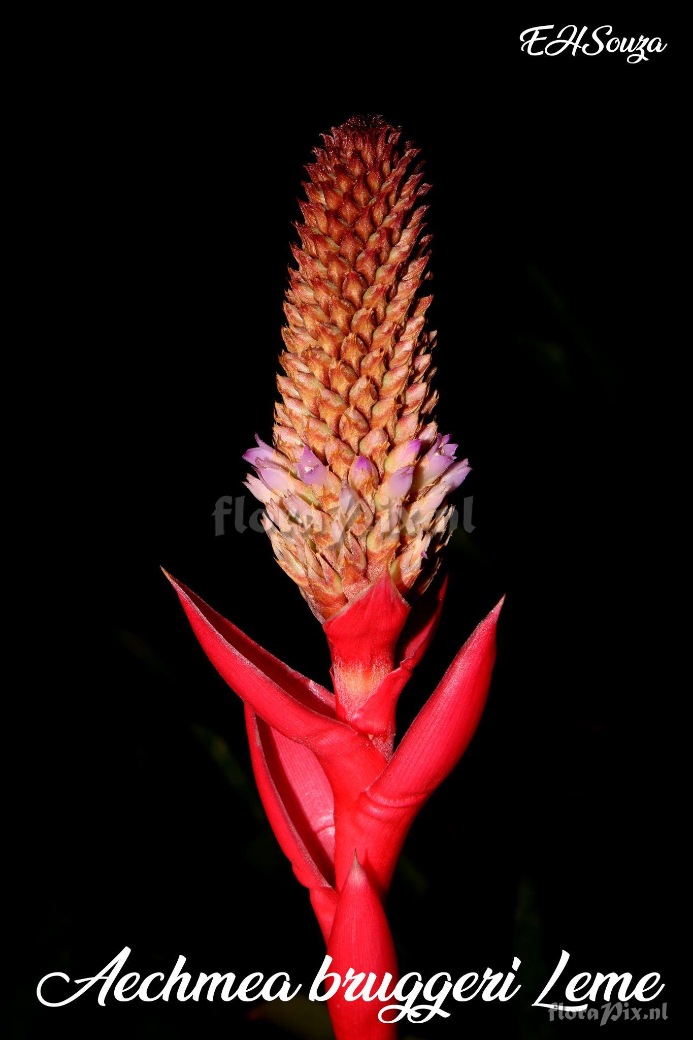Aechmea bruggeri