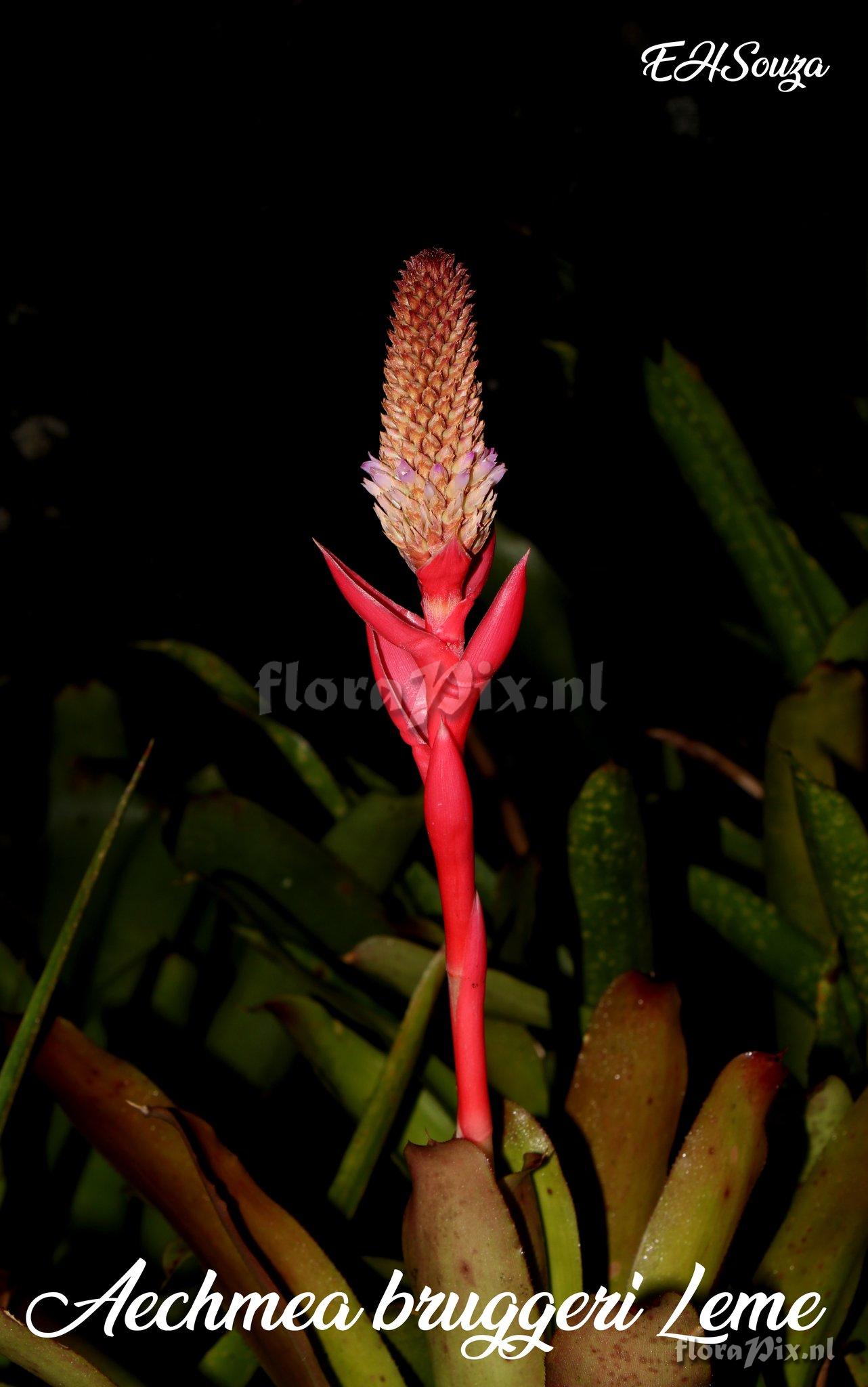 Aechmea bruggeri