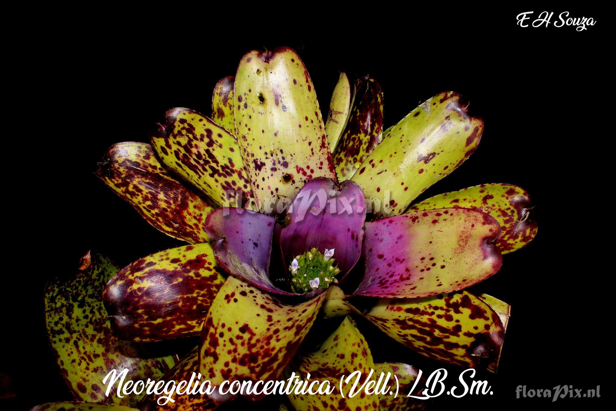 Neoregelia concentrica