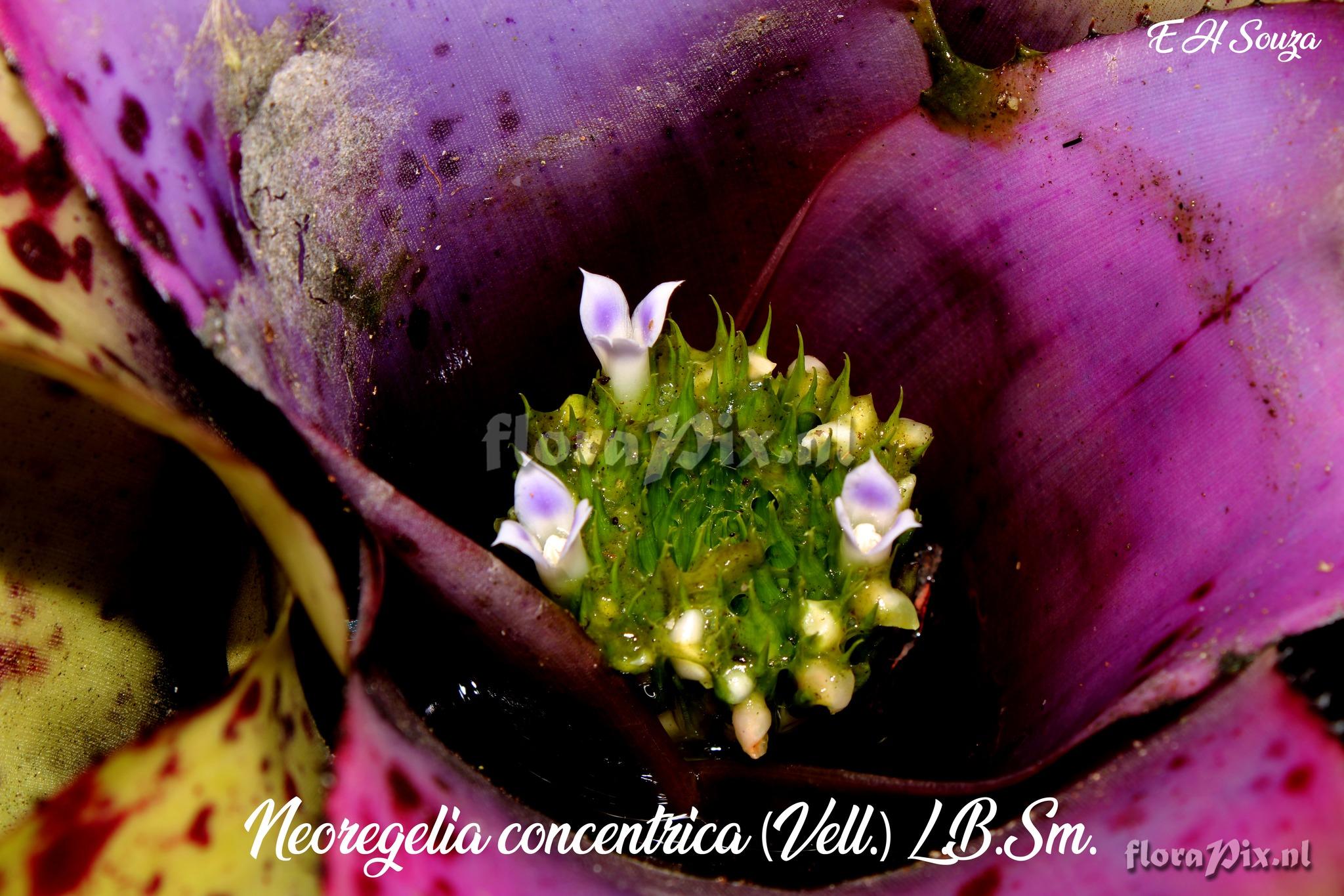 Neoregelia concentrica