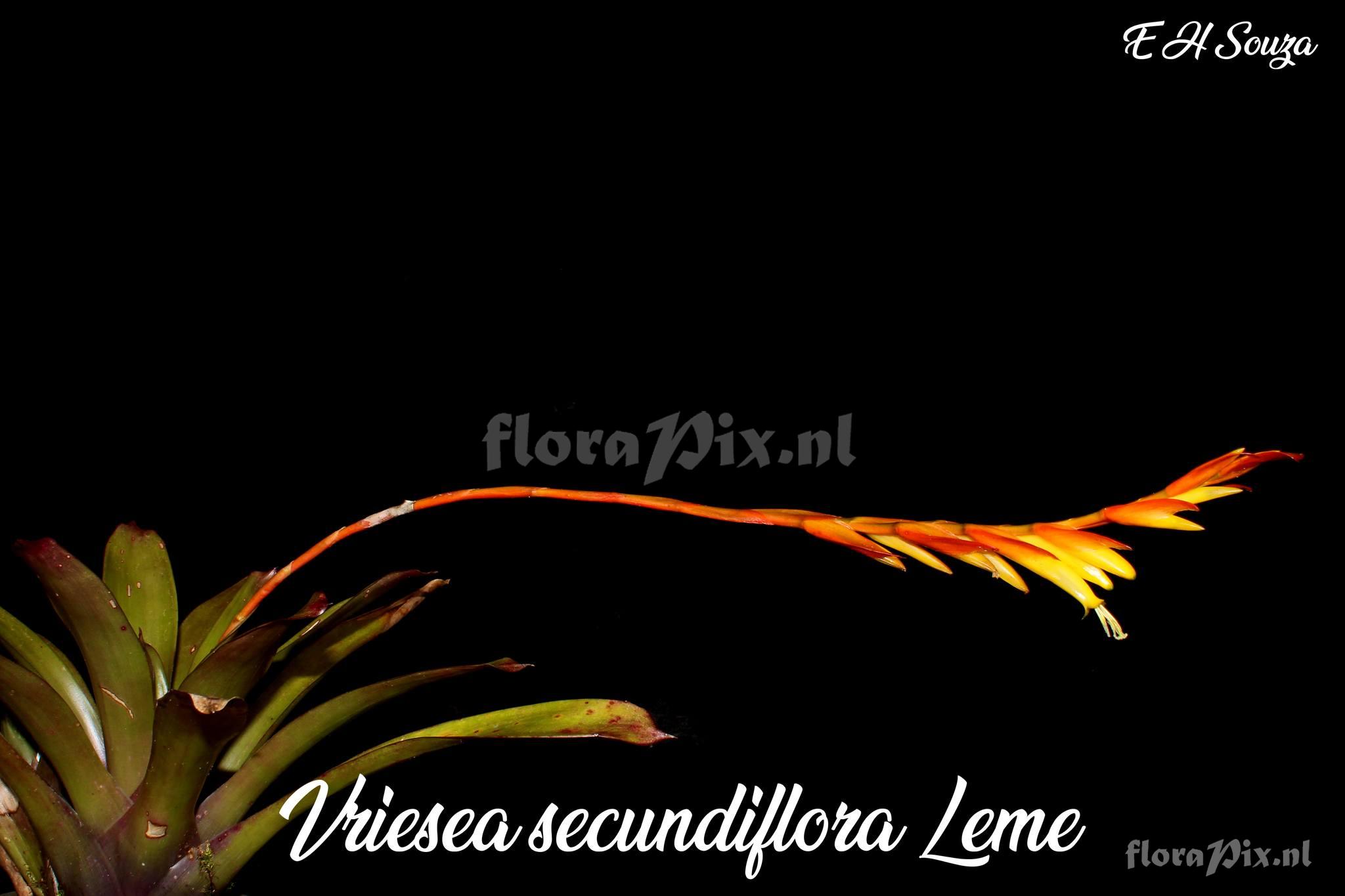 Vriesea secundiflora