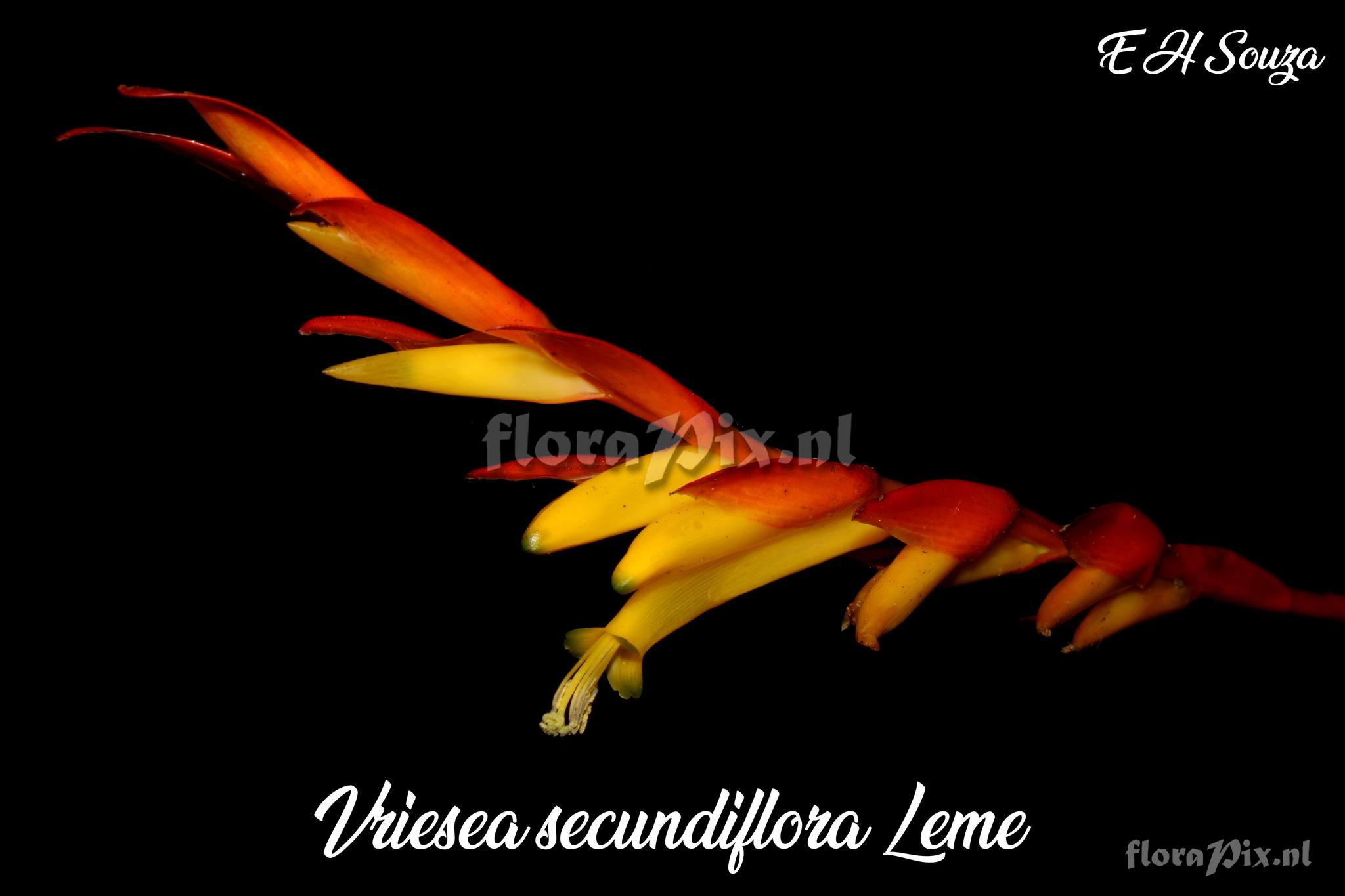 Vriesea secundiflora