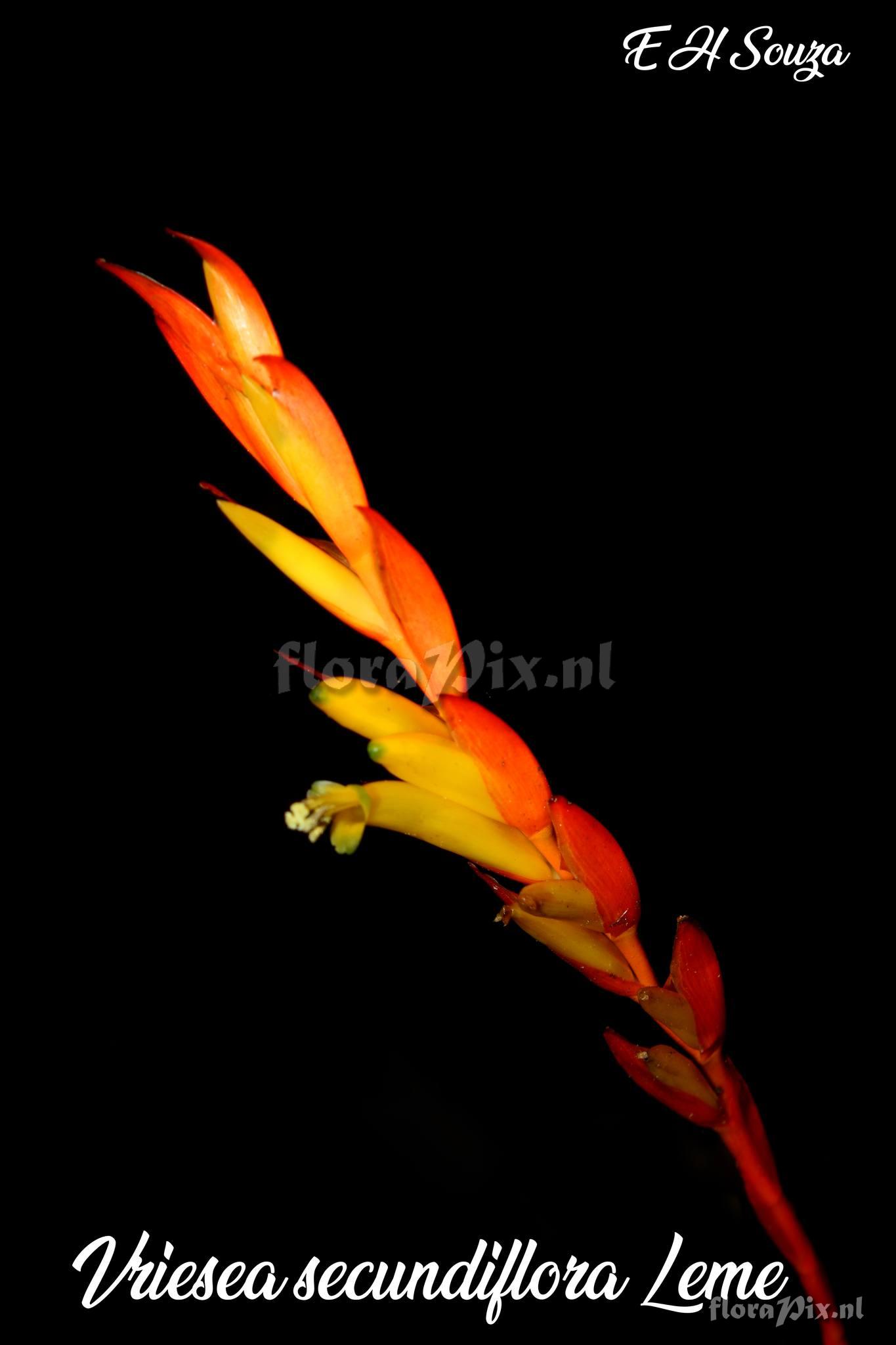 Vriesea secundiflora