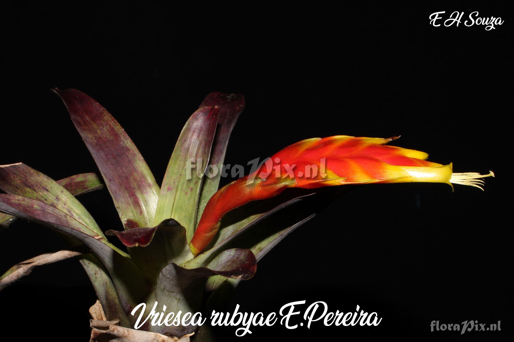 Vriesea rubyae