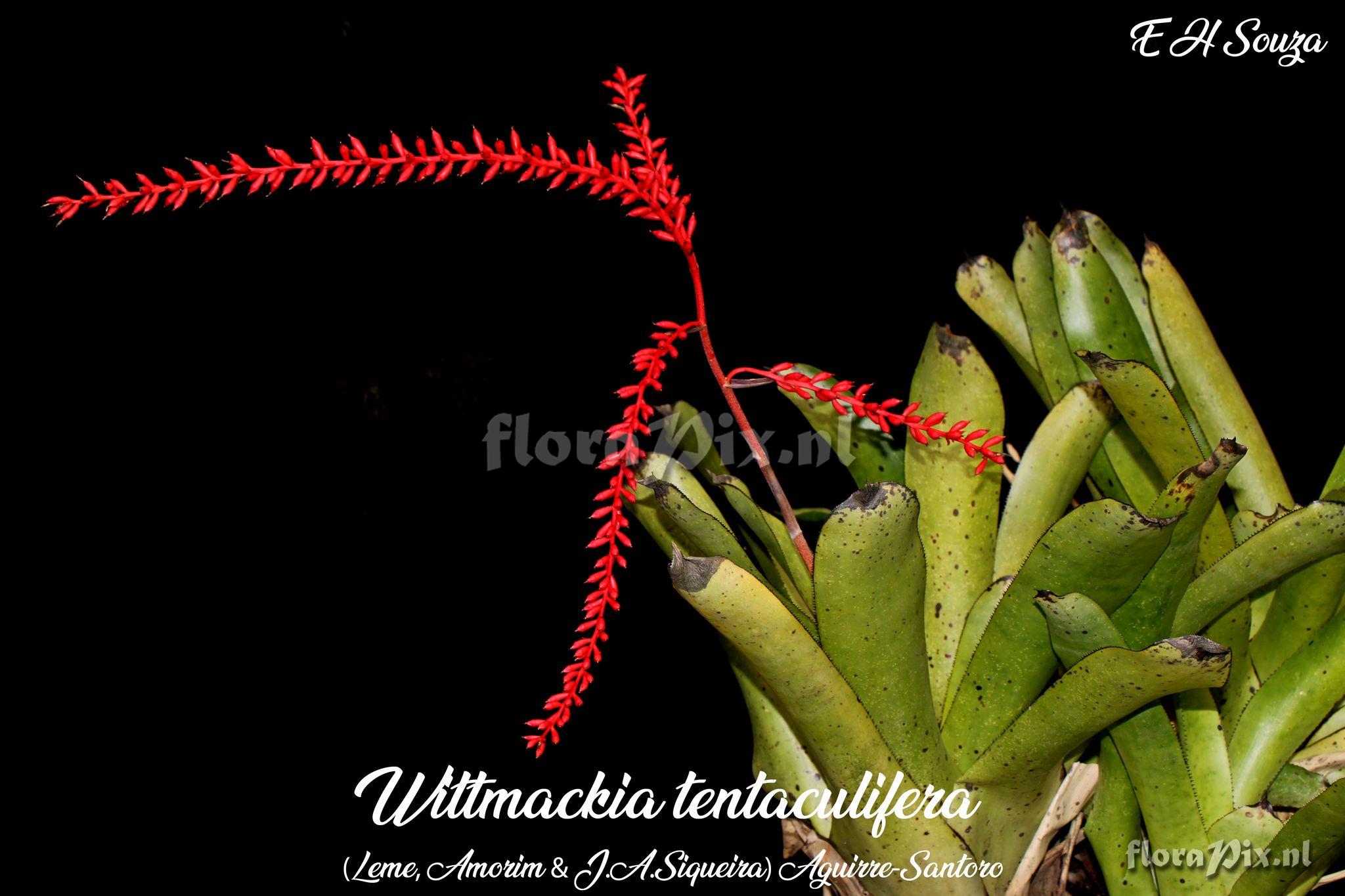 Wittmackia tentaculifera