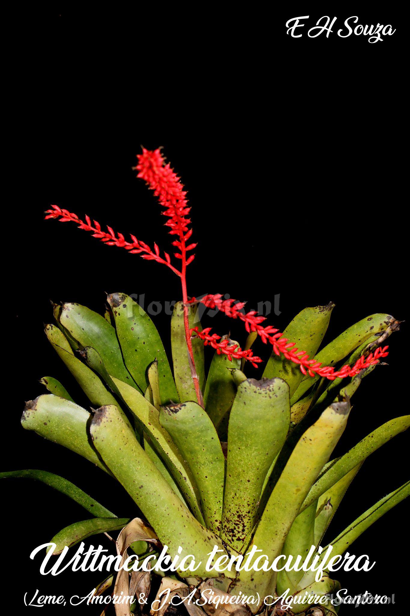 Wittmackia tentaculifera