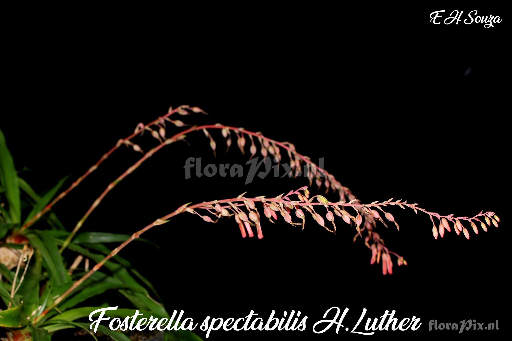 Fosterella spectabilis
