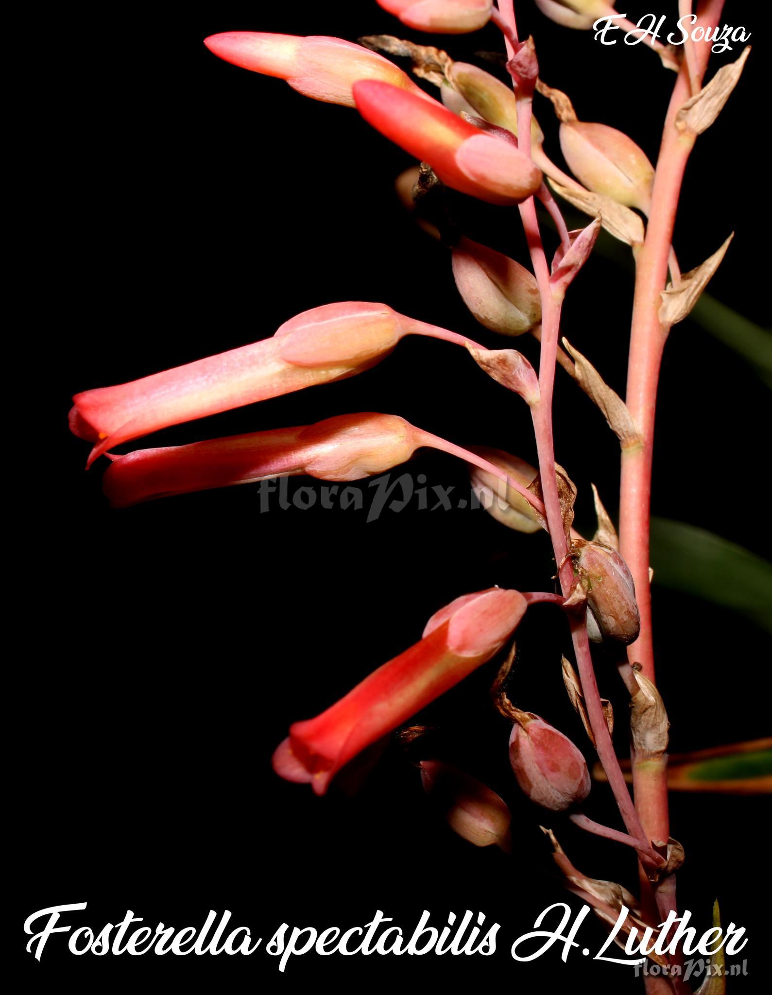 Fosterella spectabilis