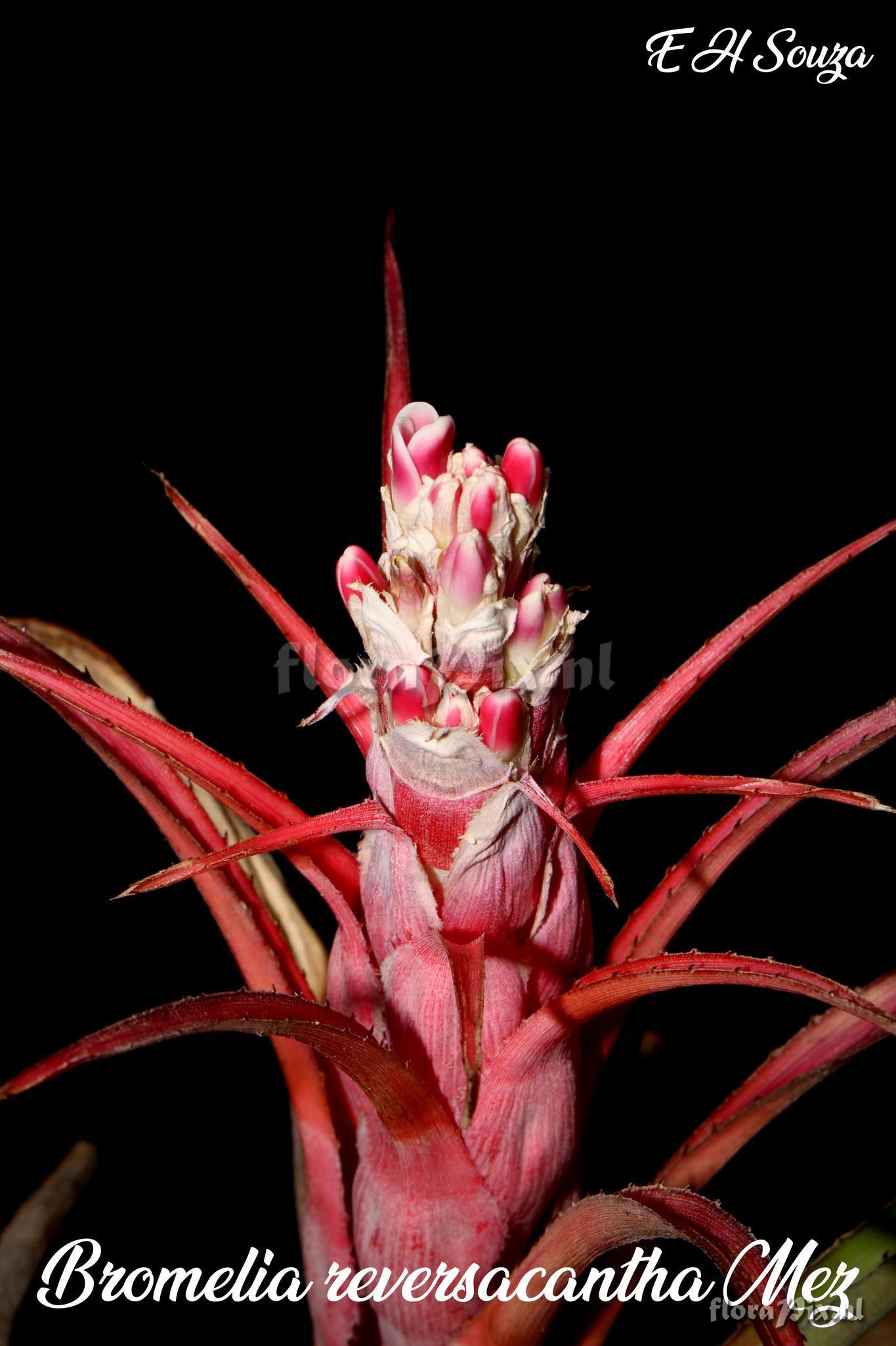 Bromelia reversacantha