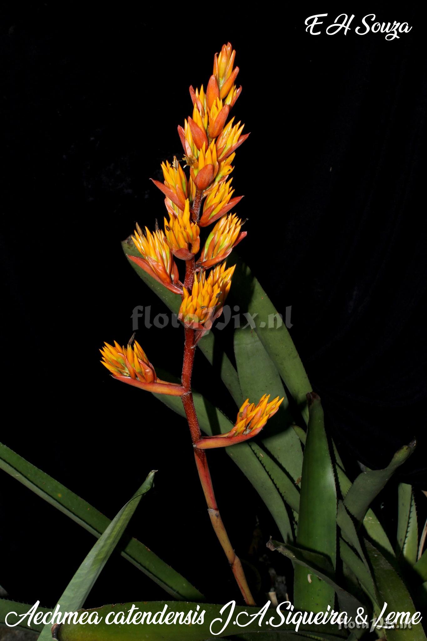 Aechmea catendensis