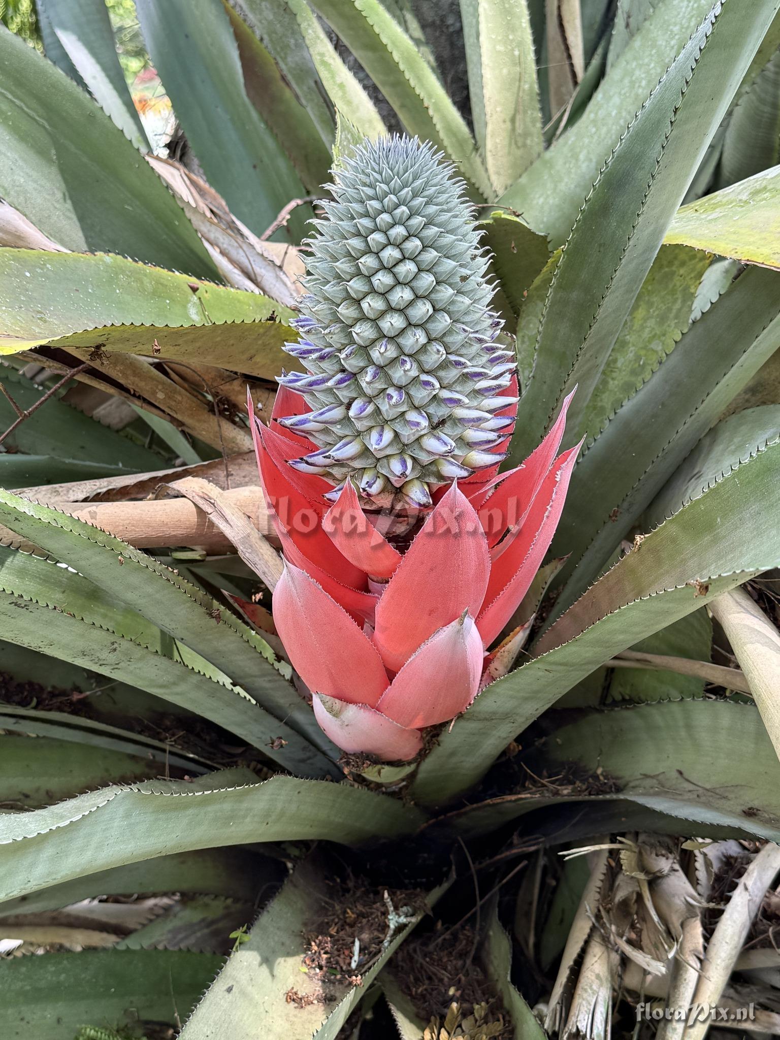 Aechmea sphaerocephala