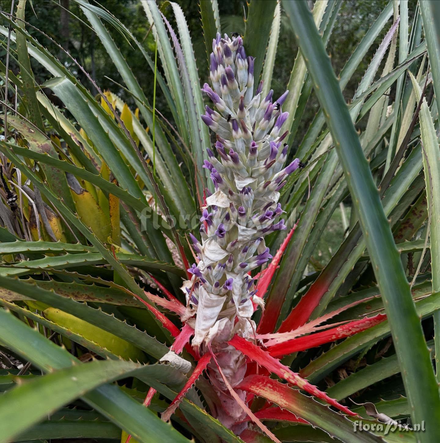 Bromelia antiacantha
