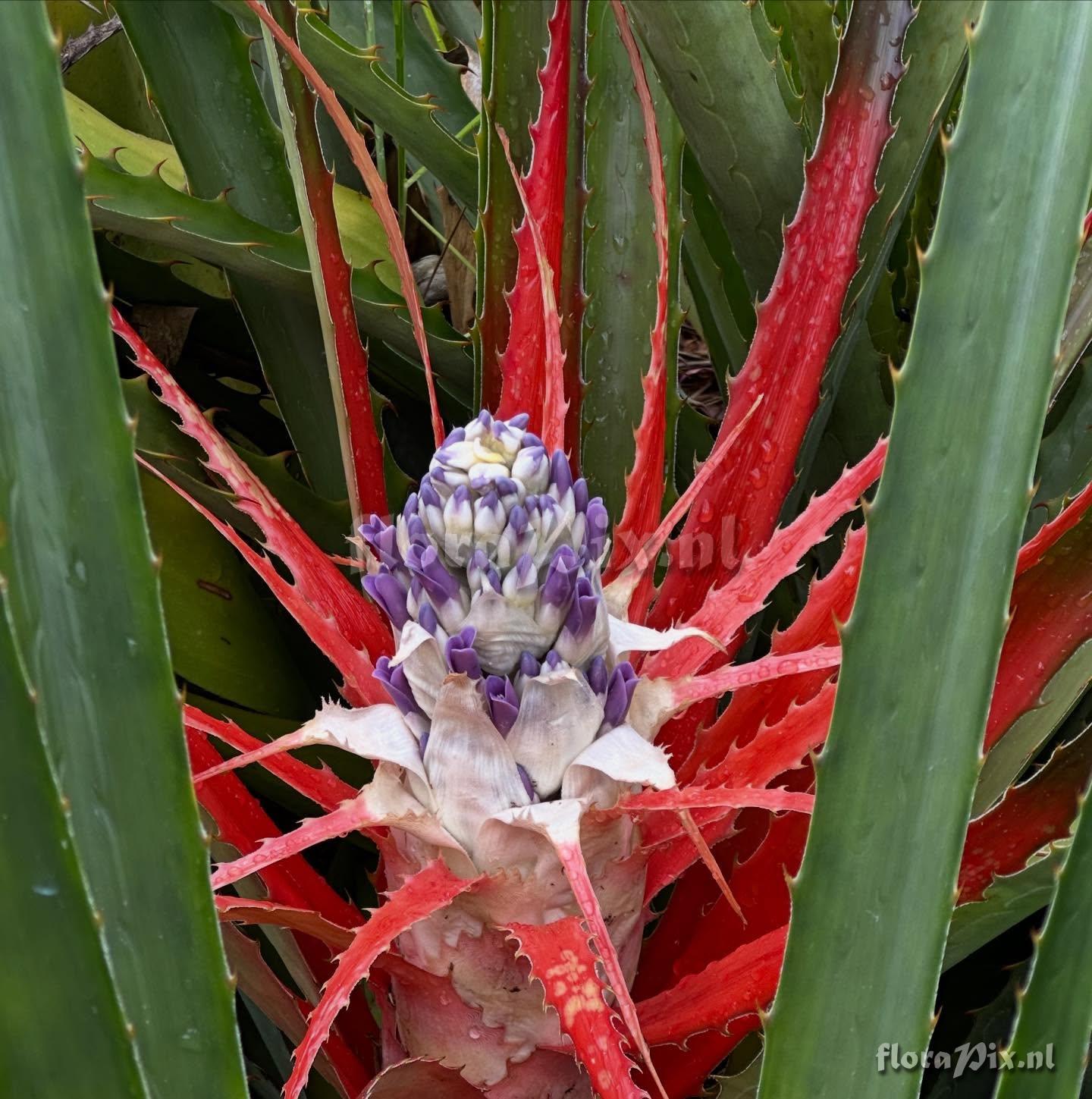 Bromelia antiacantha