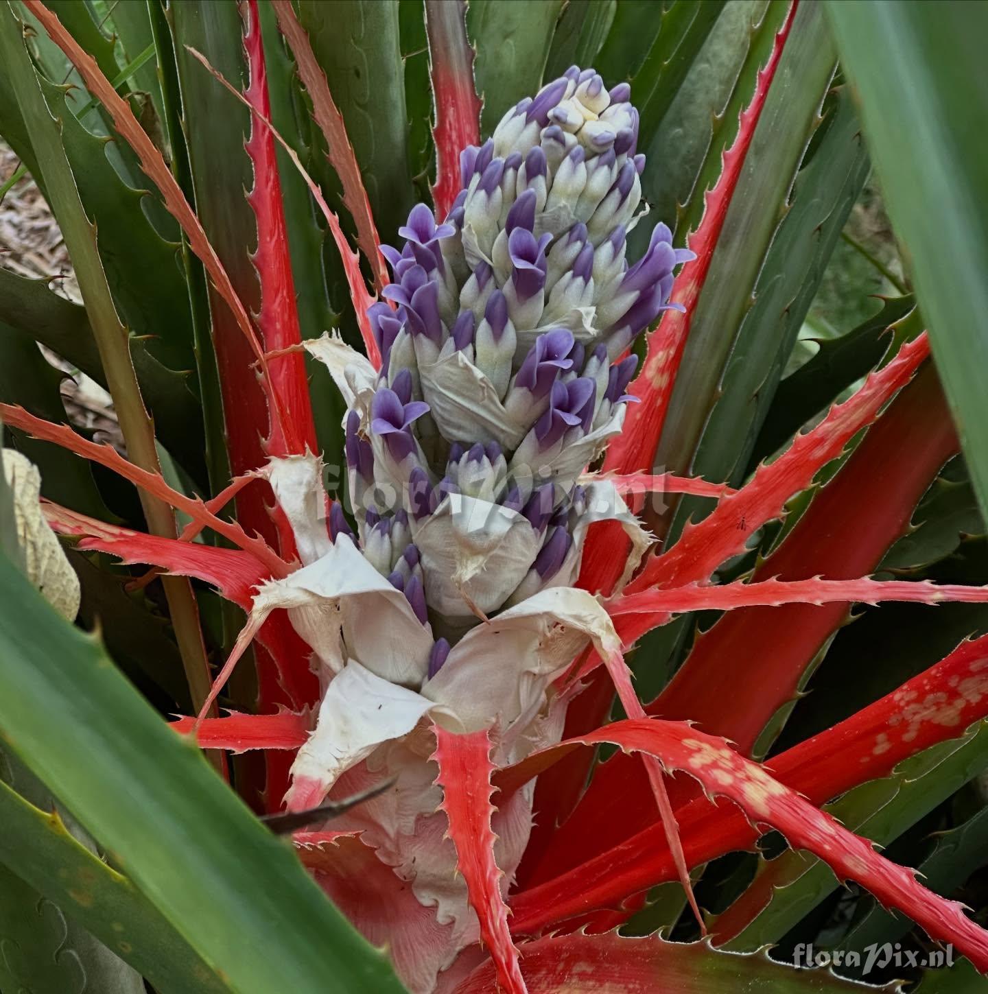 Bromelia antiacantha