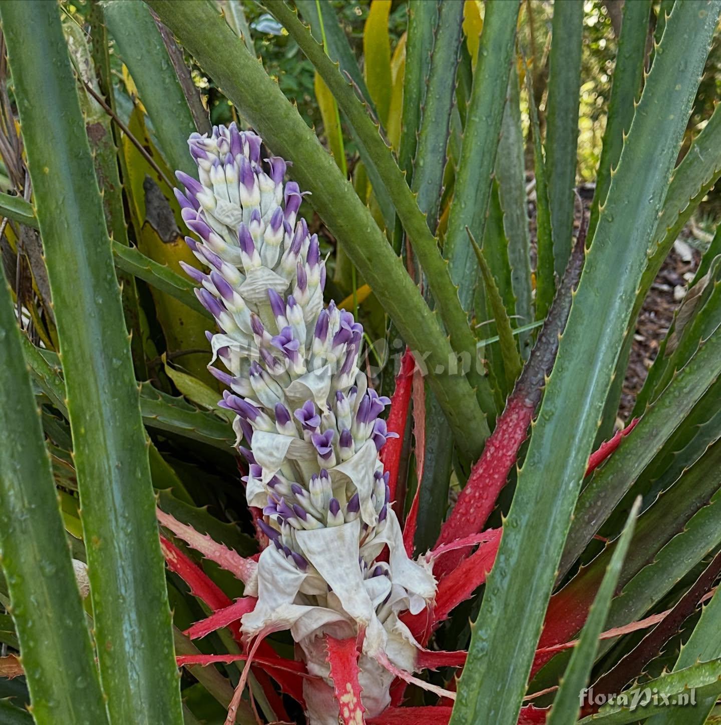 Bromelia antiacantha