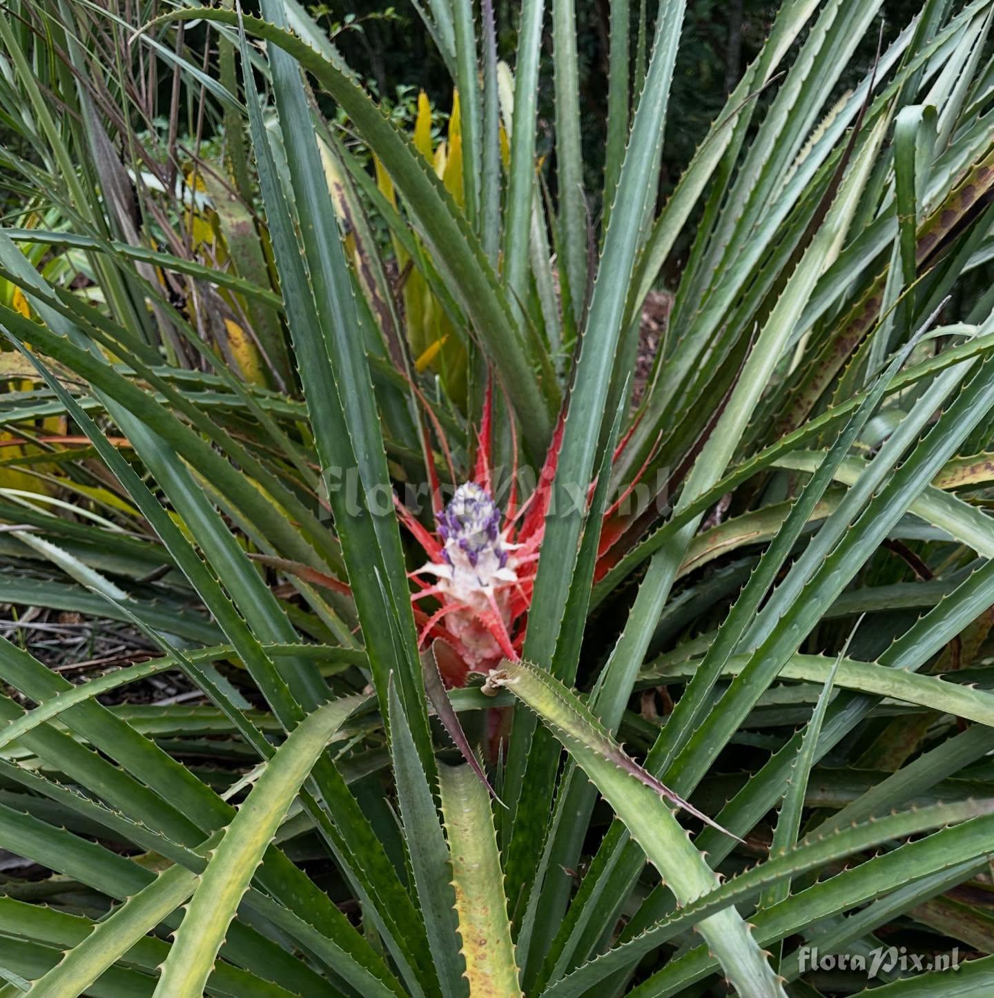 Bromelia antiacantha
