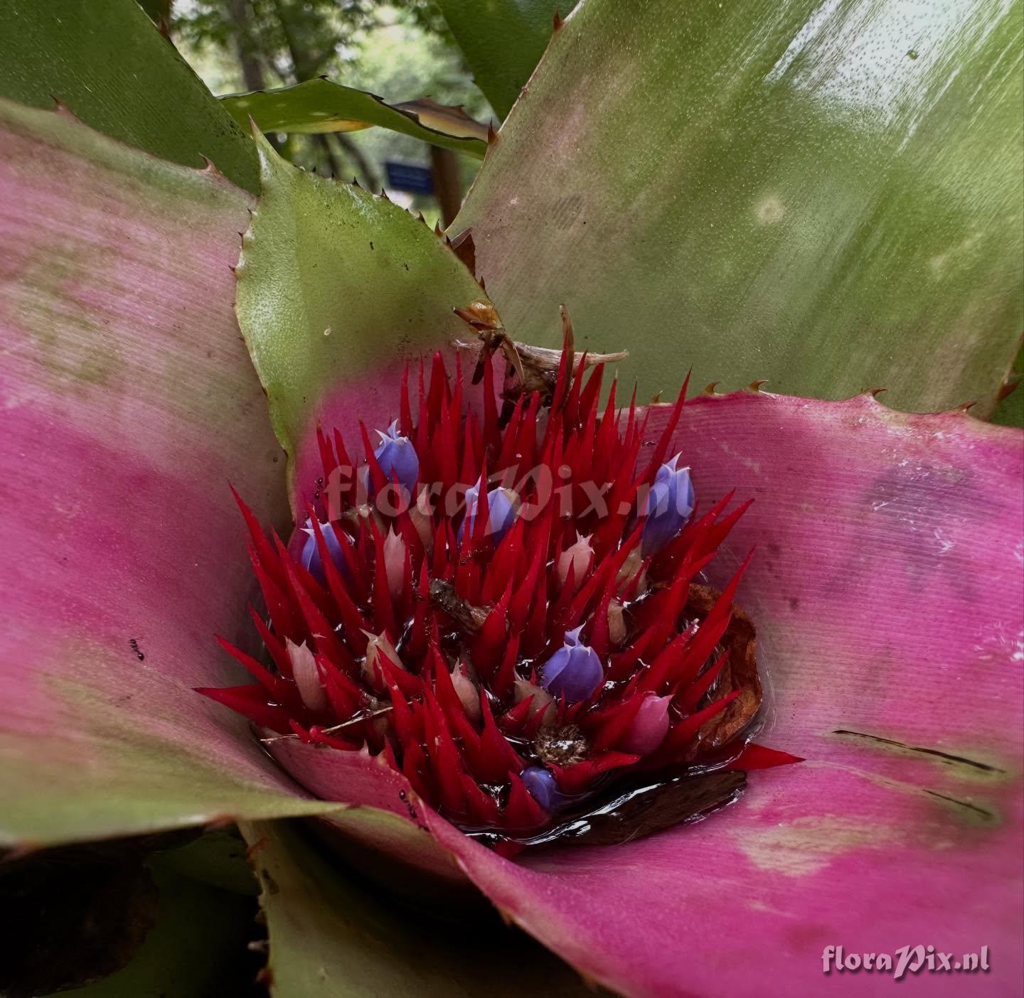 Neoregelia lymaniana