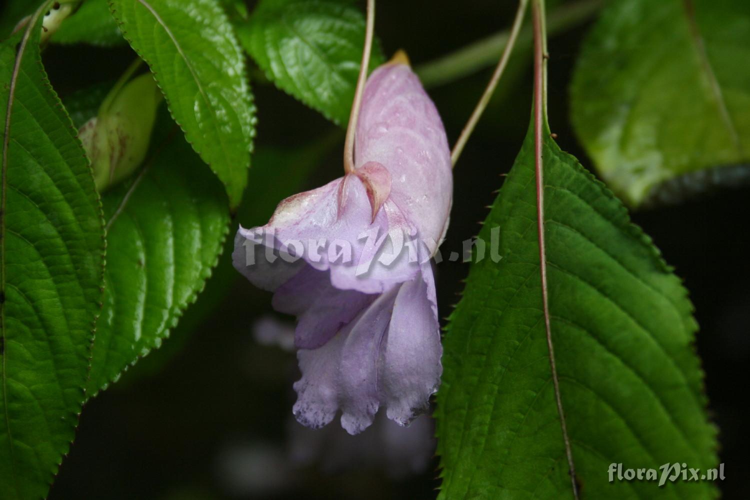 Impatiens arguta