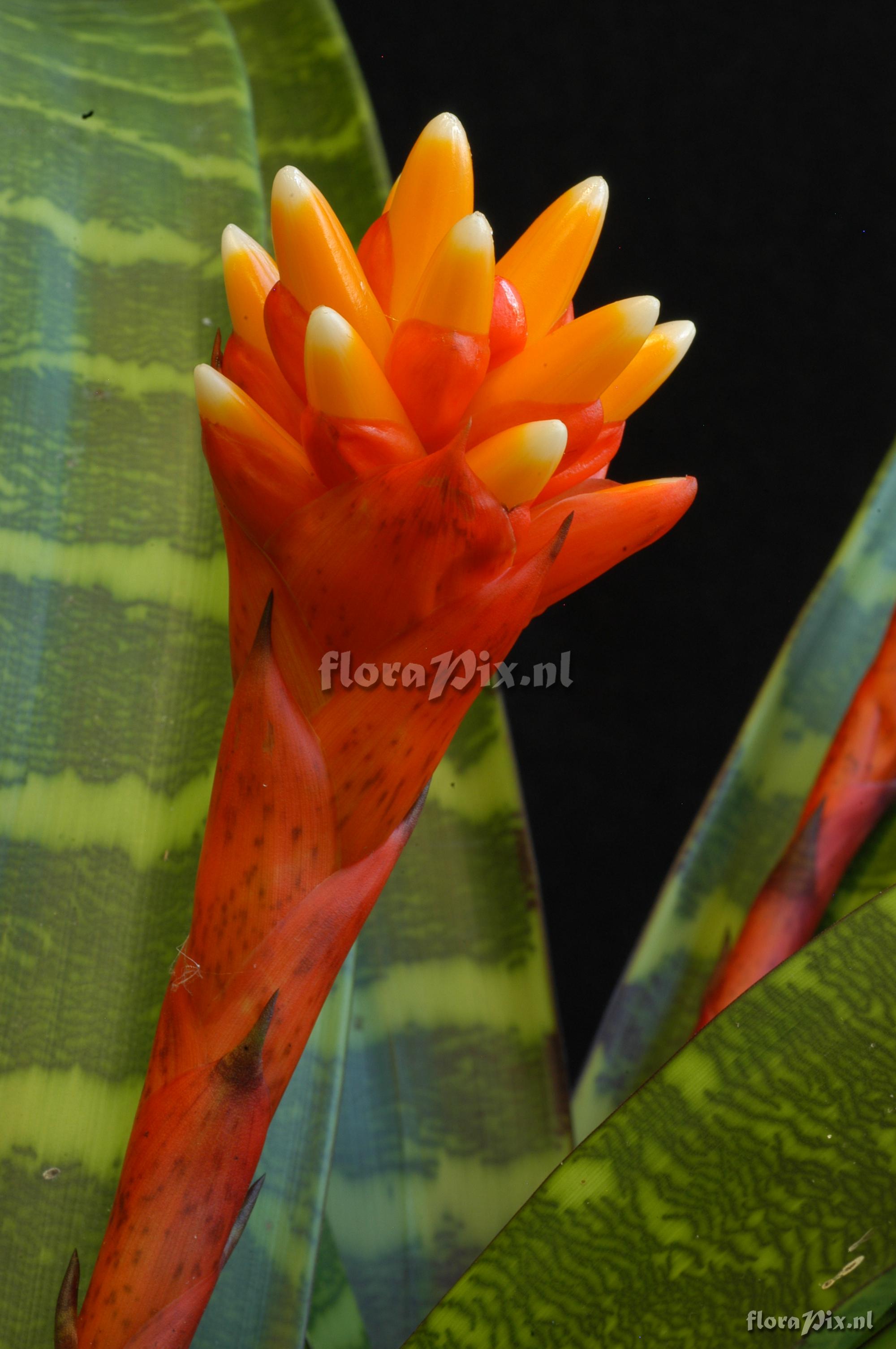 Guzmania musaica