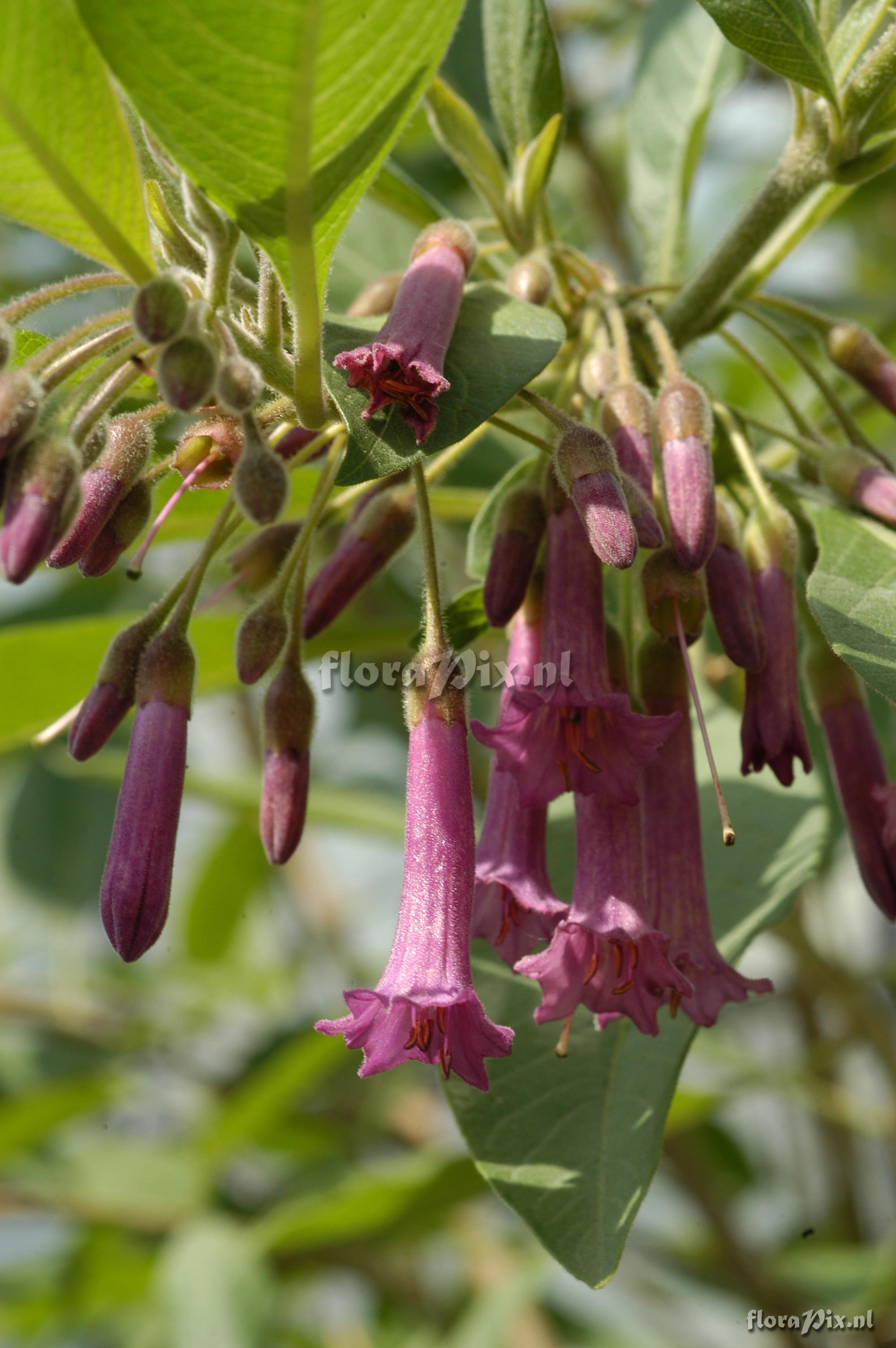 Tillandsia ionochroma
