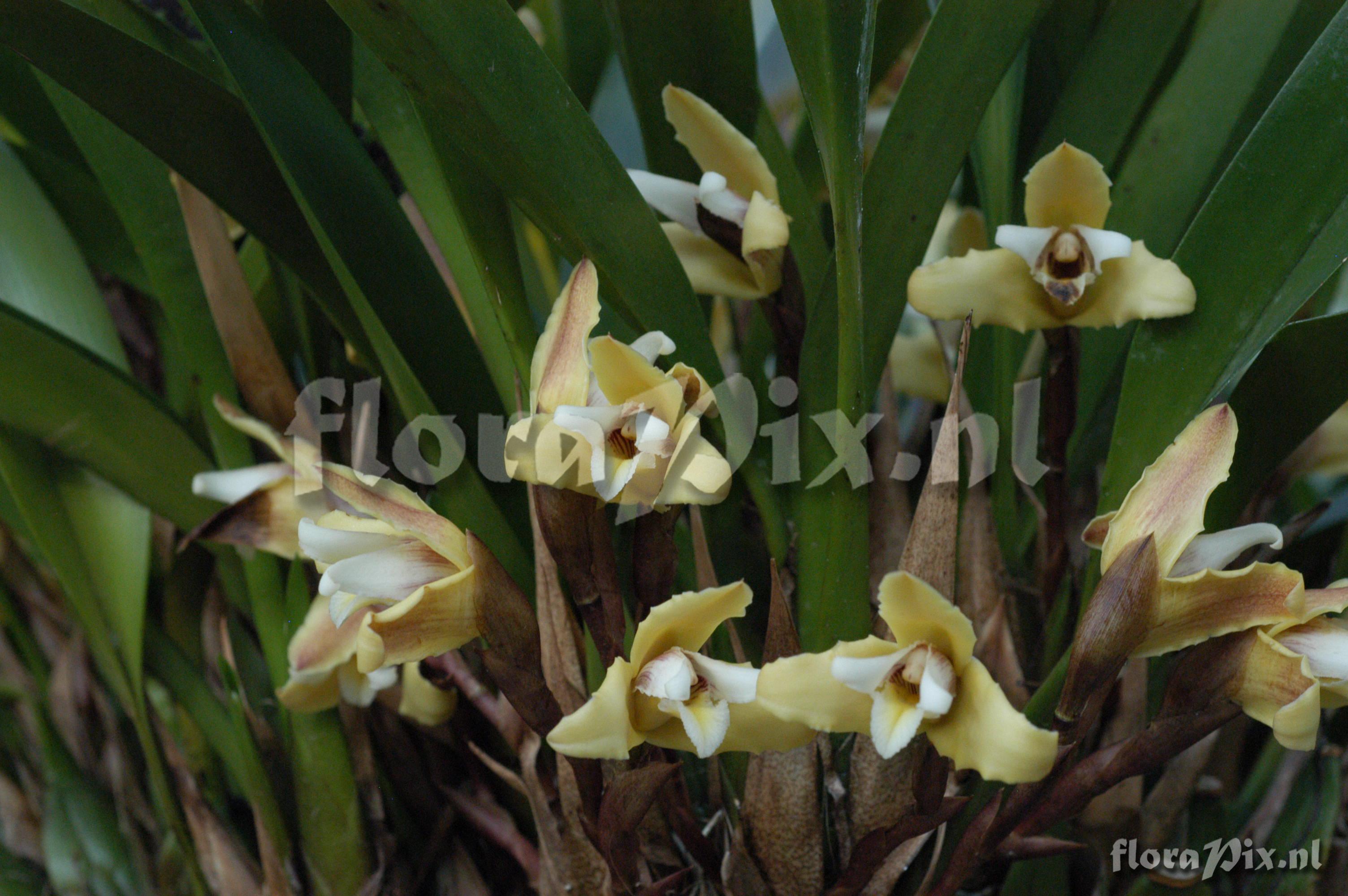 Brocchinia hechtioides 2006GR00598