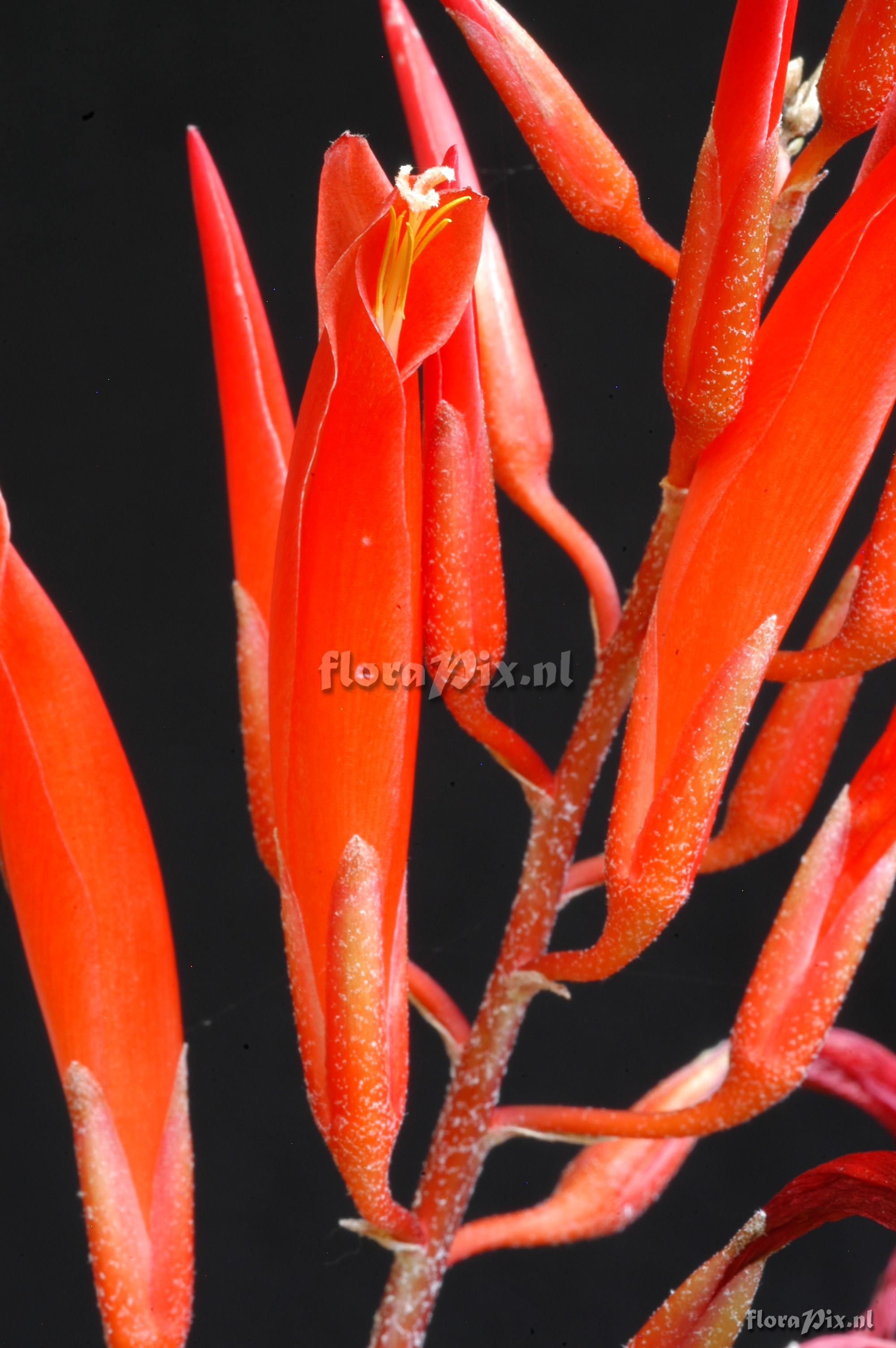 Pitcairnia aphelandriflora x Pitcairnia spec.