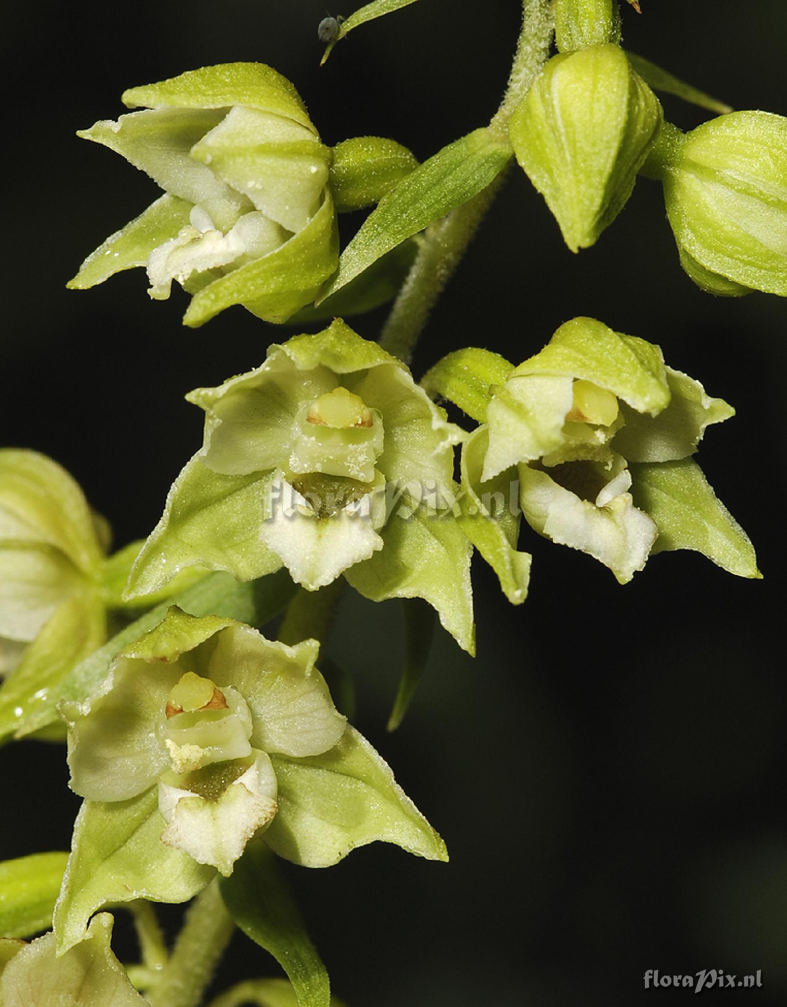 Epipactis helleborine