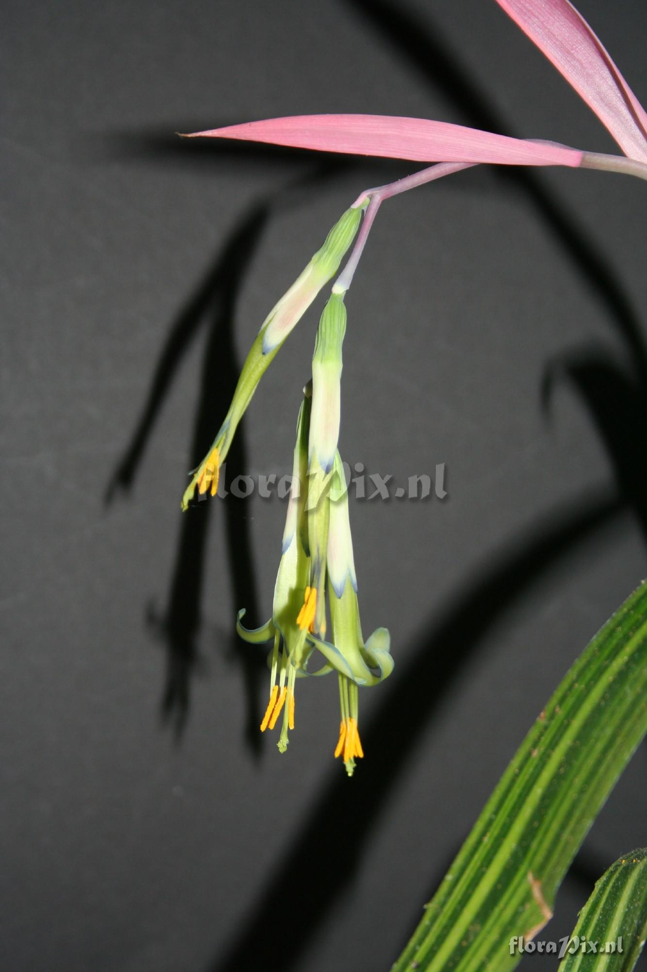 Billbergia nutans variegata