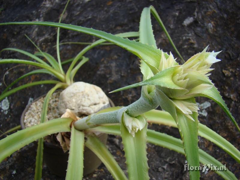 Orthophytum sp (OR 04)