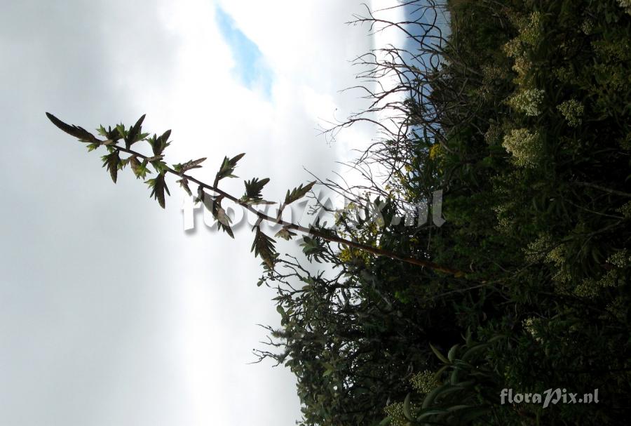 Tillandsia pyramidata var. vivipara