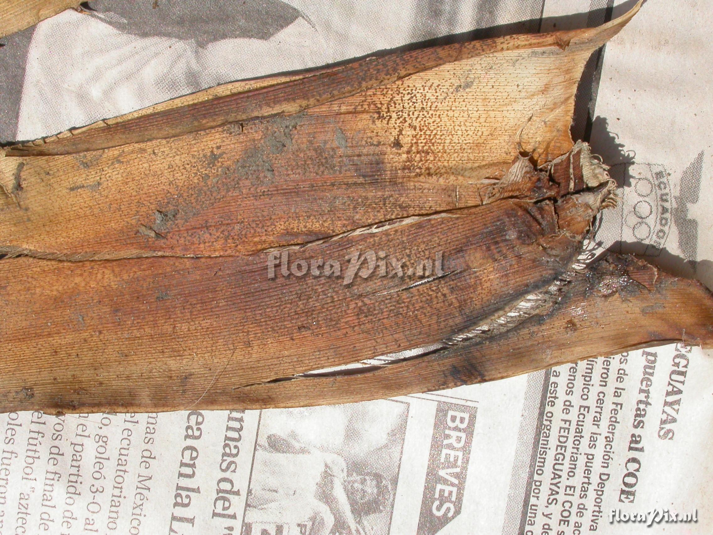 Greigia mulfordii L.B. Sm.