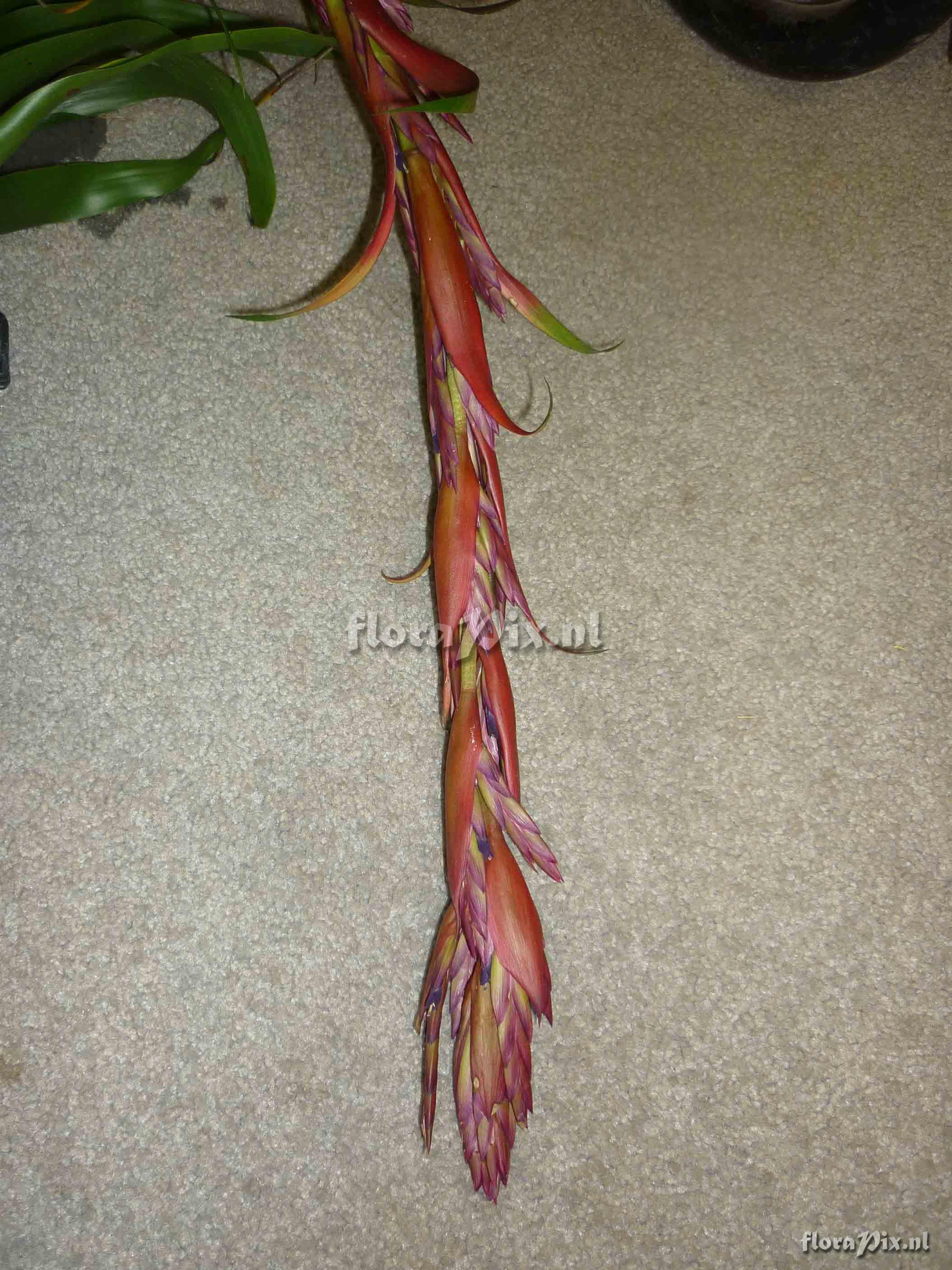 Tillandsia sp