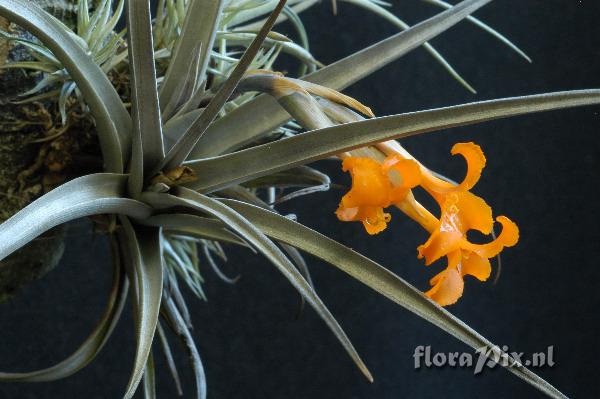 Tillandsia erici