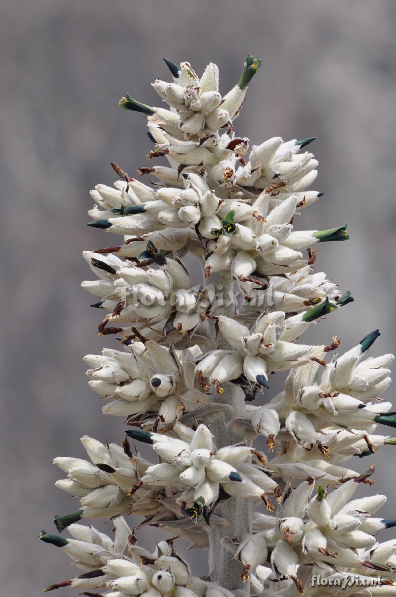 Puya vallis-colcaensis