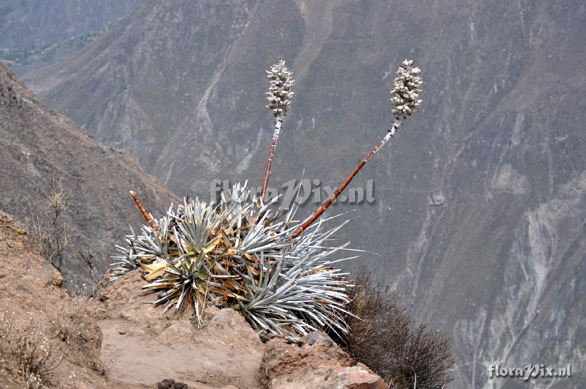 Puya vallis-colcaensis