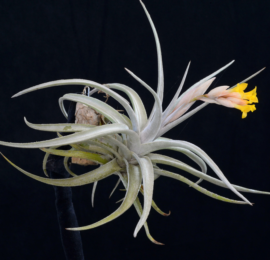 Tillandsia supurengeliana (Coastal form) 頼もしく