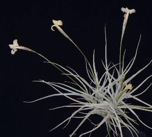 Tillandsia Funebris x mallemontii yellow.jpg