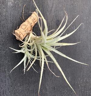 Tillandsia albida x karwinskyana.jpg