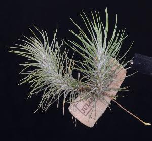 Tillandsia funckiana var. recurvifolia.jpg