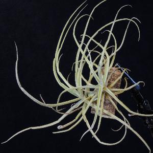 Tillandsia streptocarpa.jpg