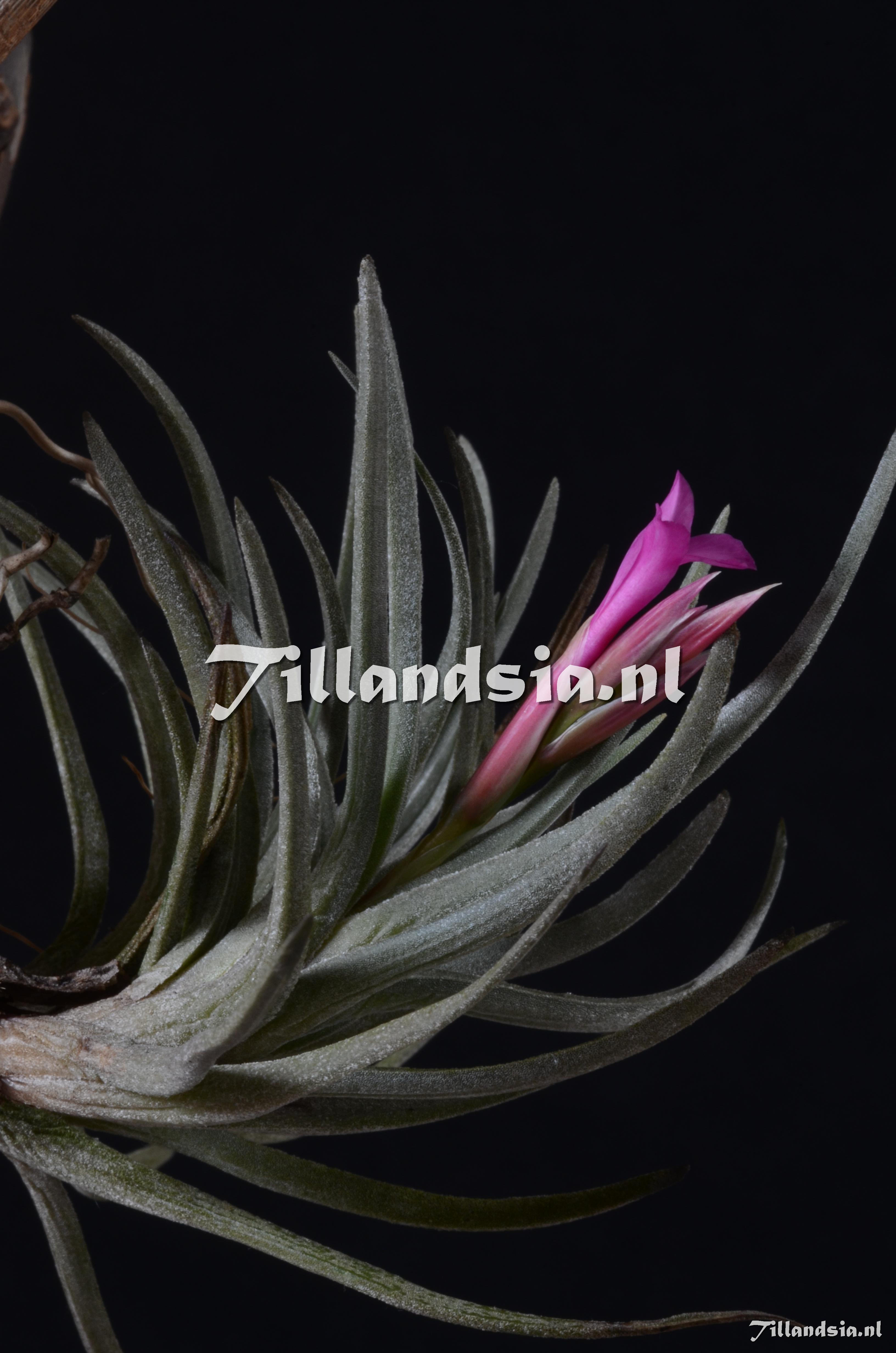 10 Tillandsia argentina