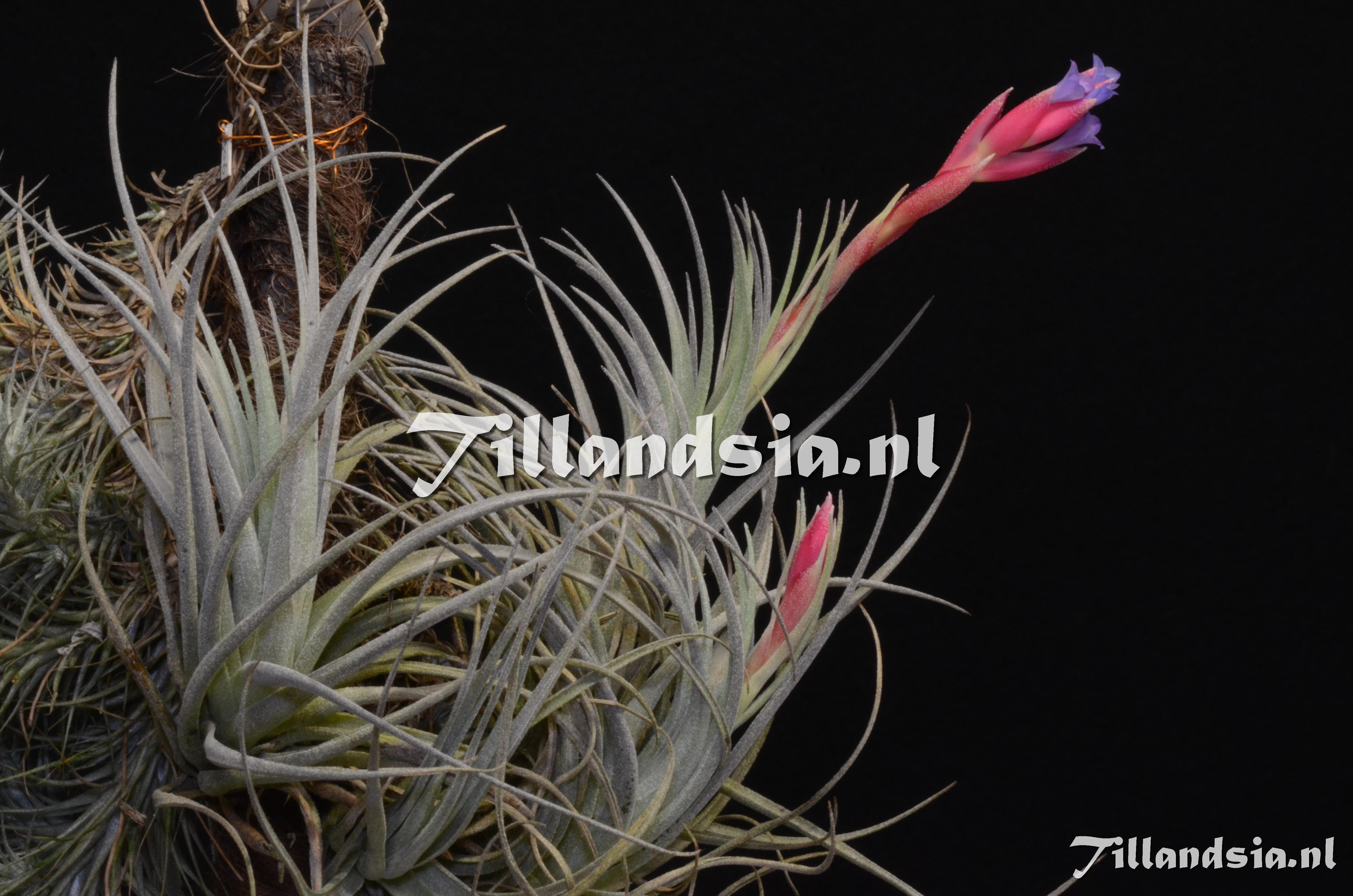 1009 Tillandsia leonamiana