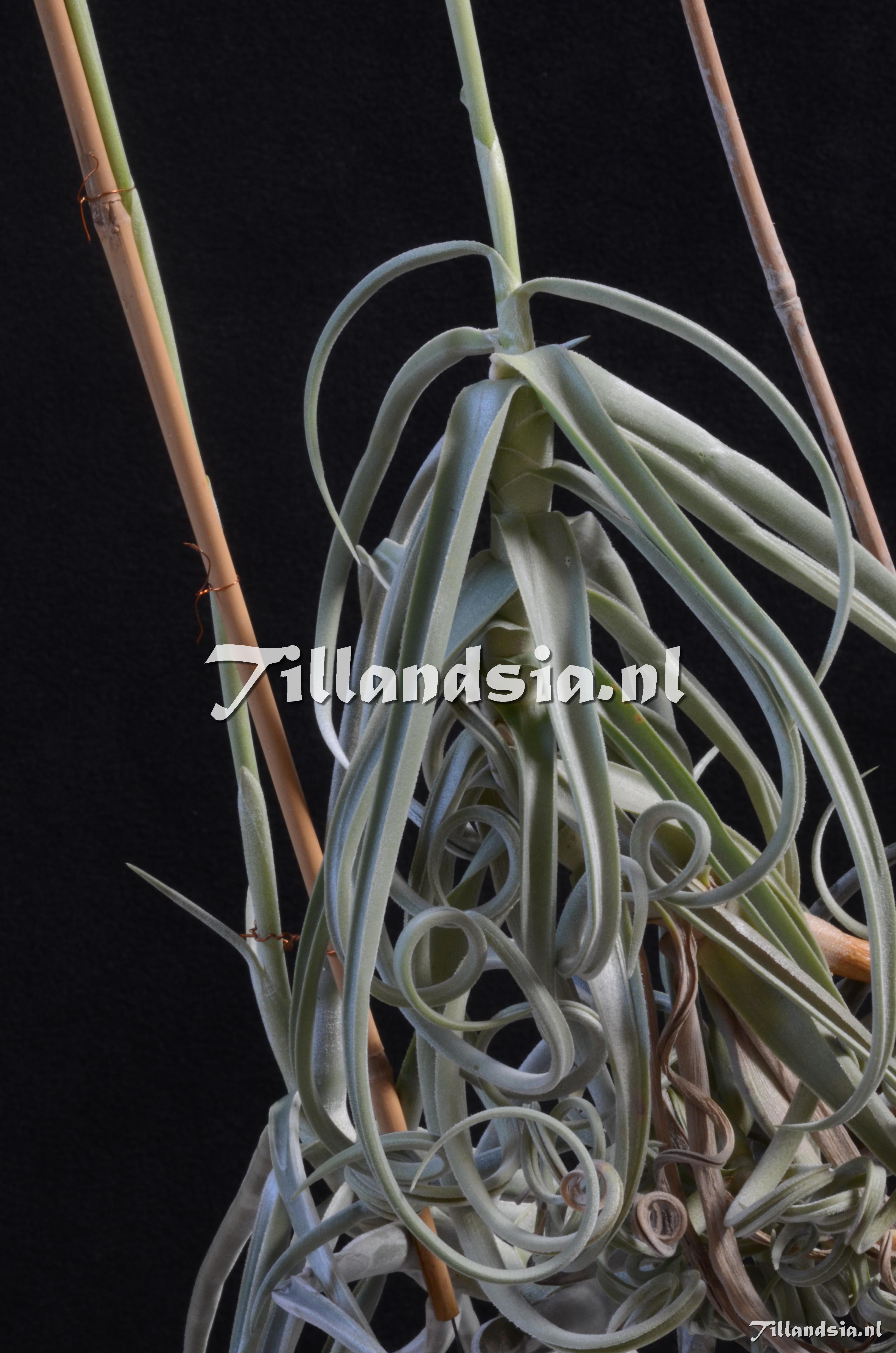 103 Tillandsia duratii var. duratii