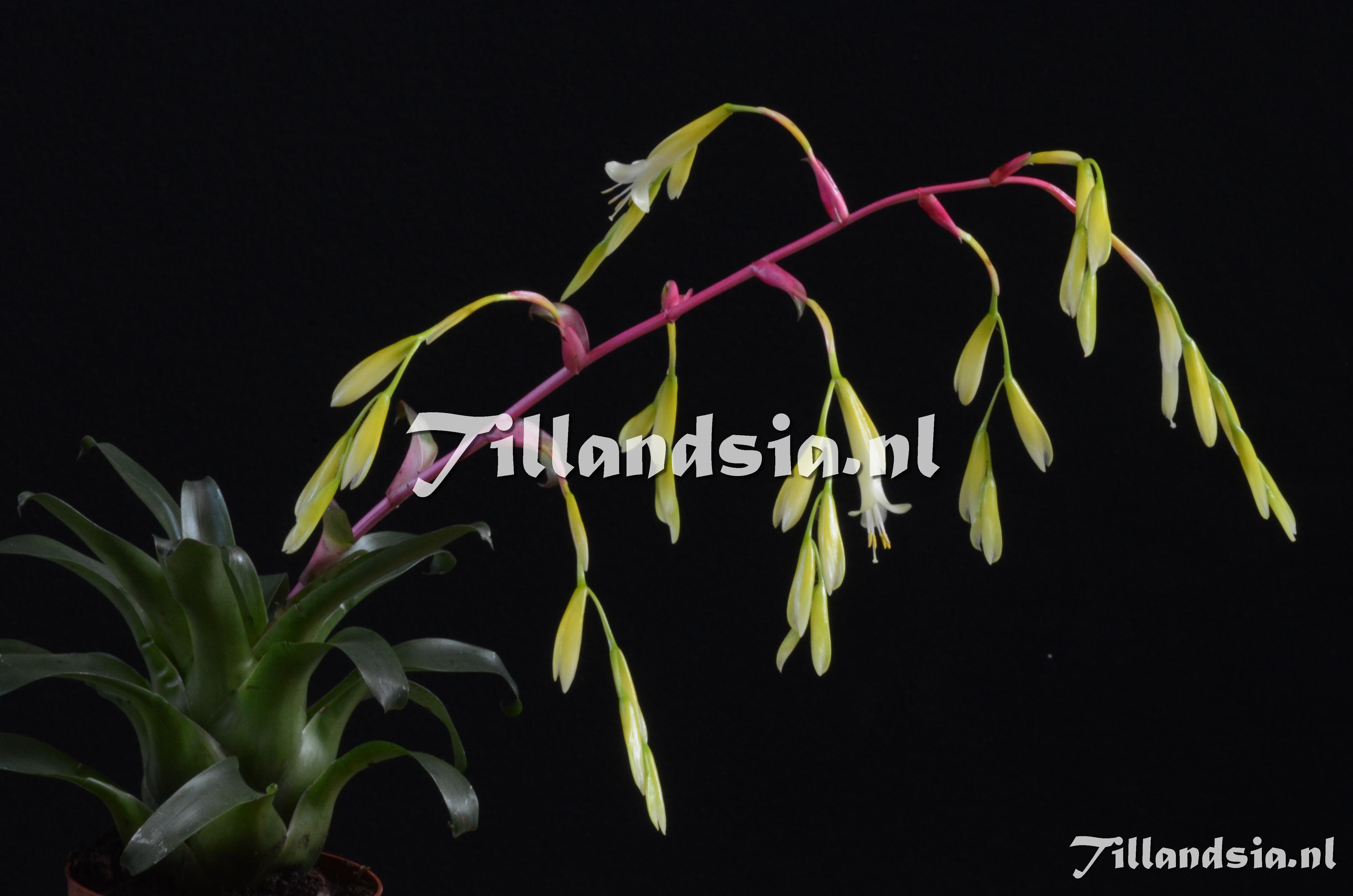 1035 Vriesea delicatula