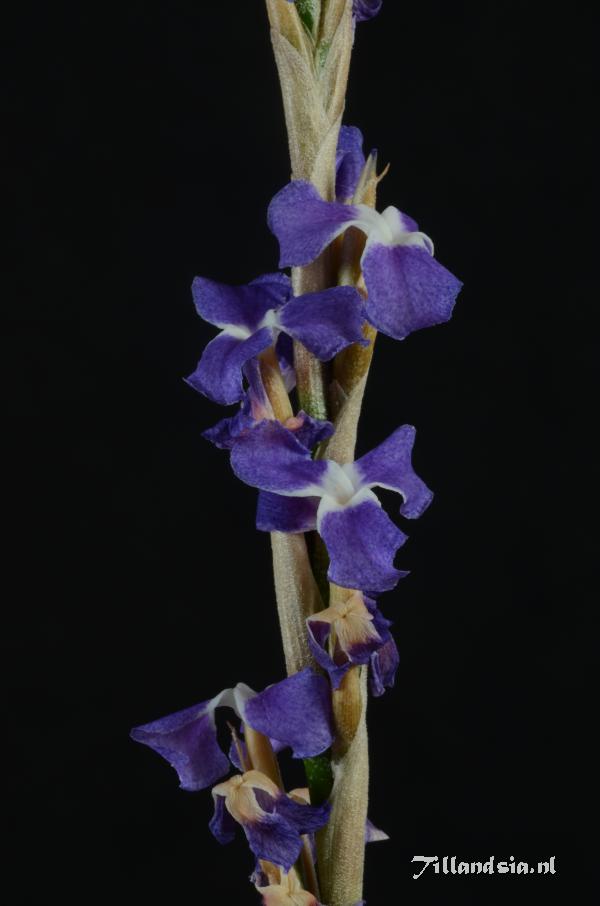 Tillandsia duratii var. duratii 8 bc.jpg